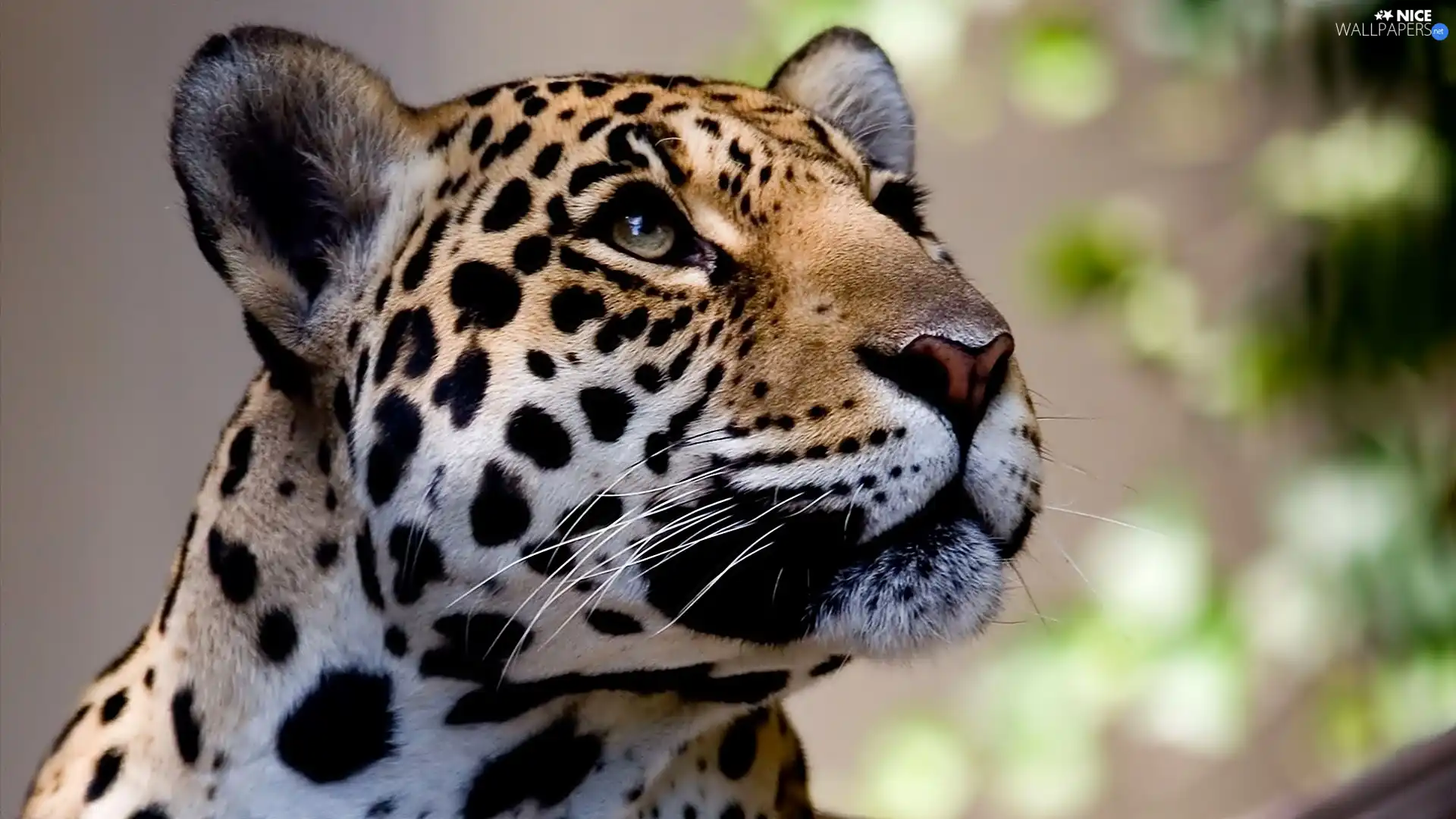 Leopards