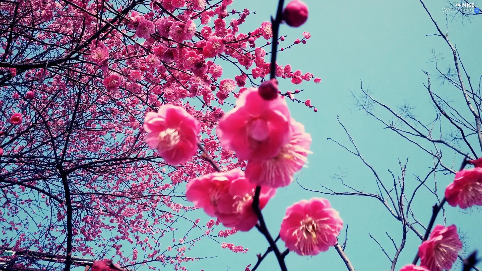 Japan, Blossoming, cherry