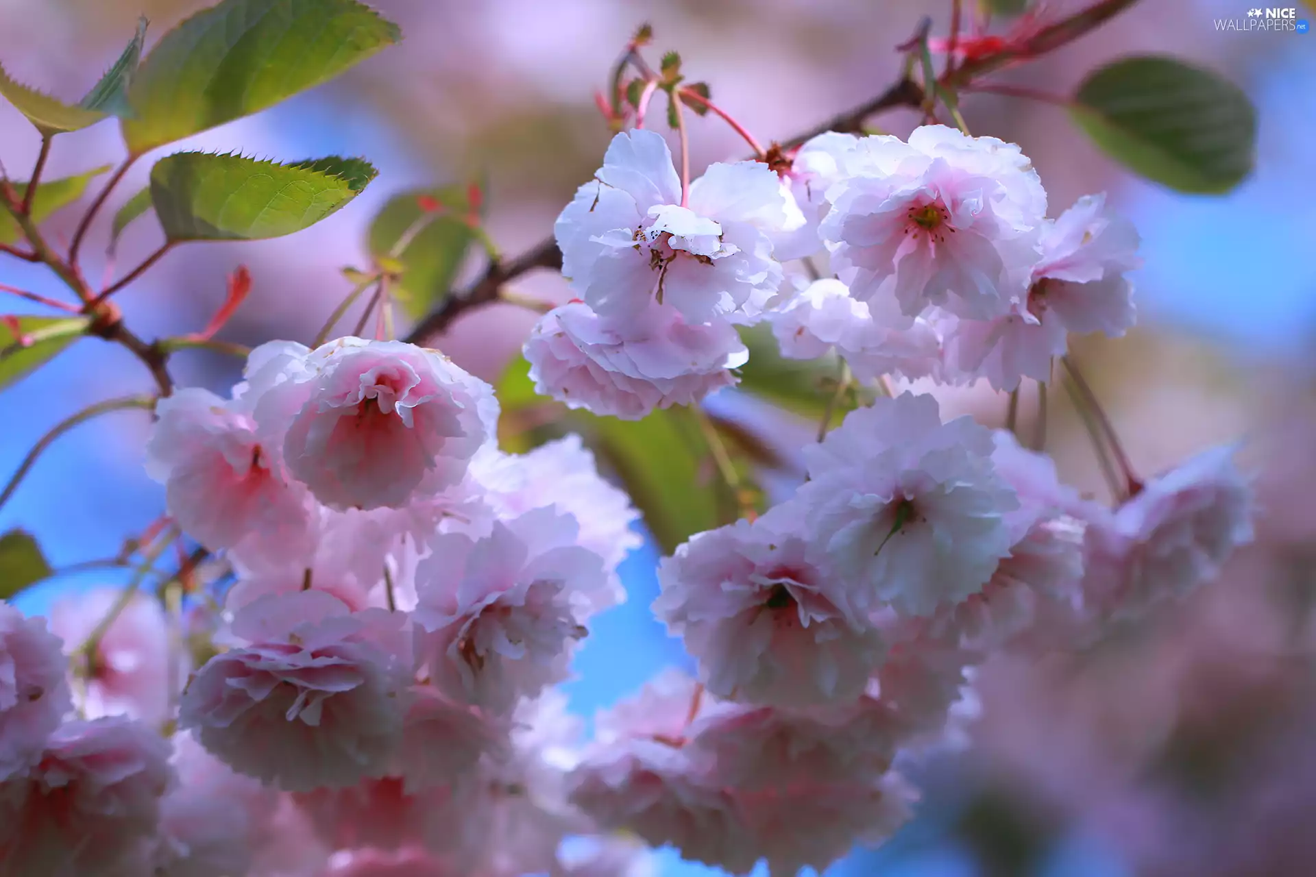 branch, Japanese Cherry, Flowers, Pink