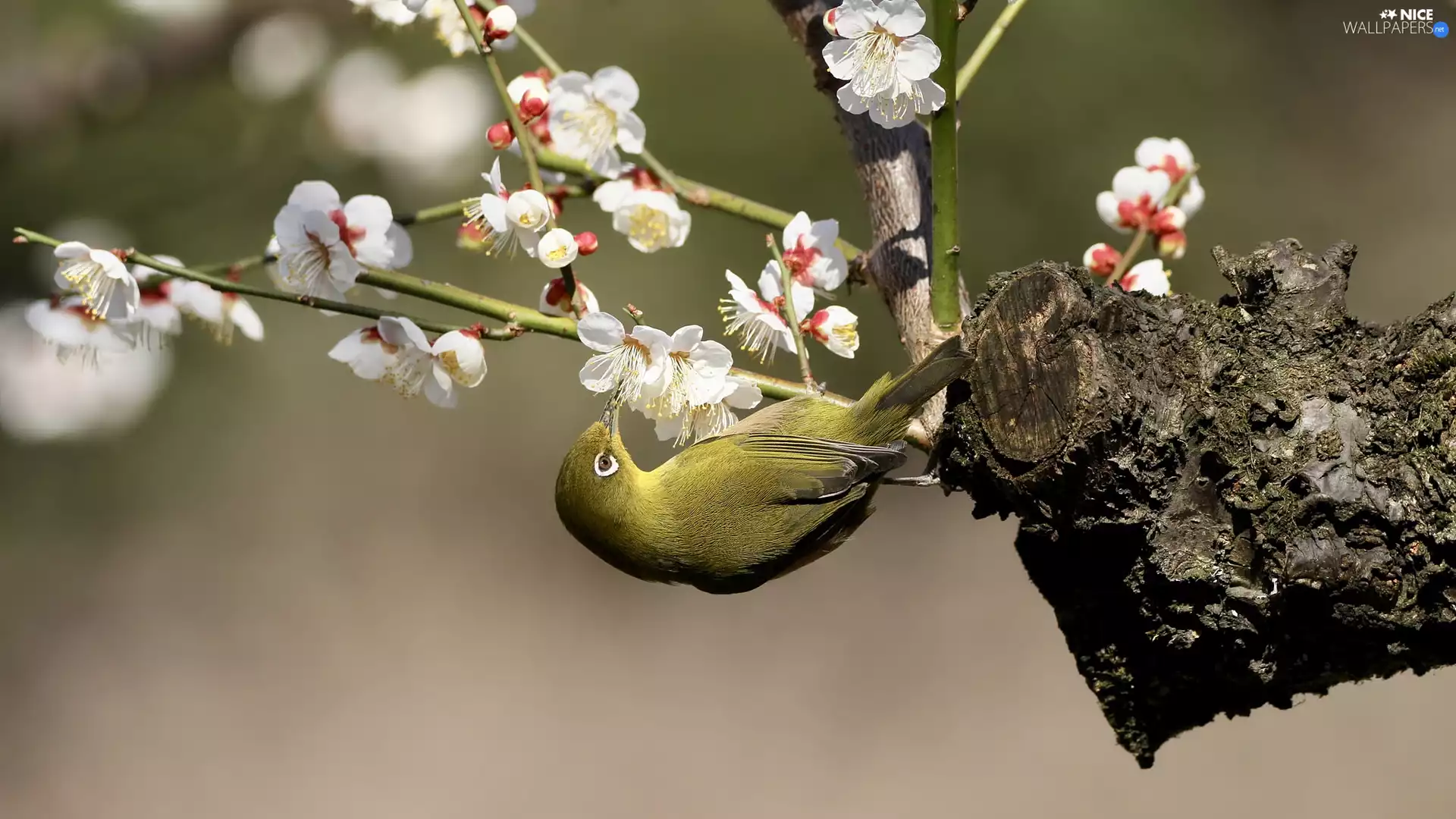 Bird, flowery, twig, Japanese White-eye