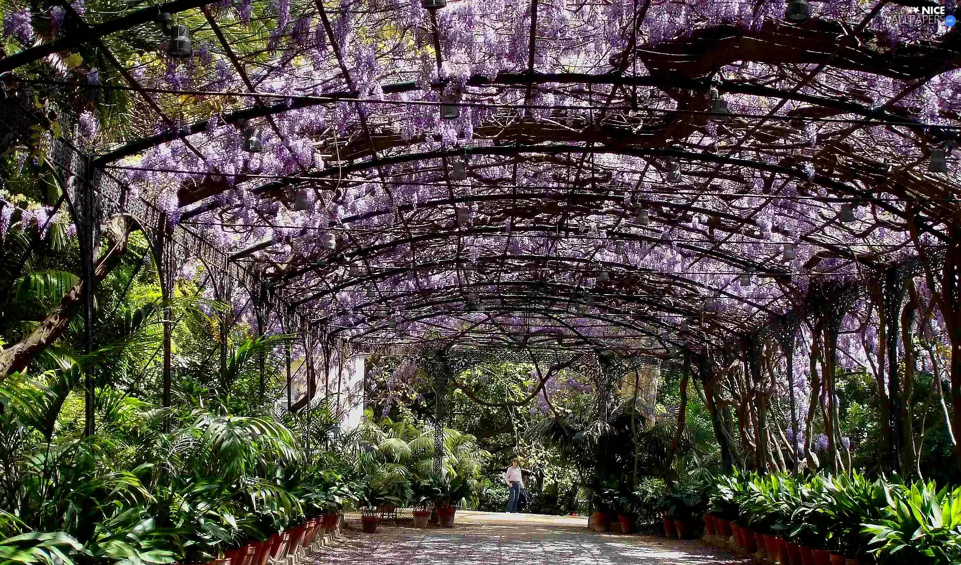 Garden, wistaria, Palms, japanese