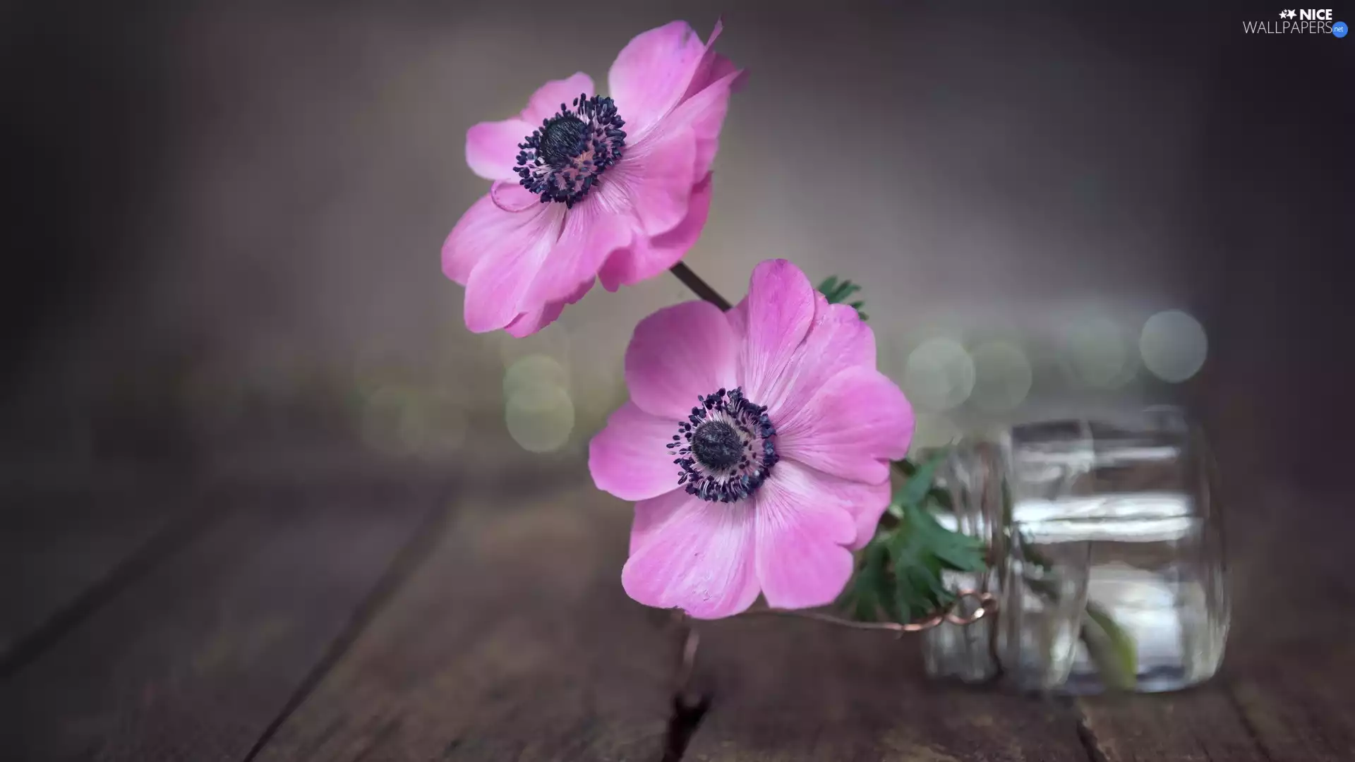 Anemones, Two cars, jar, boarding, Anemones, Flowers