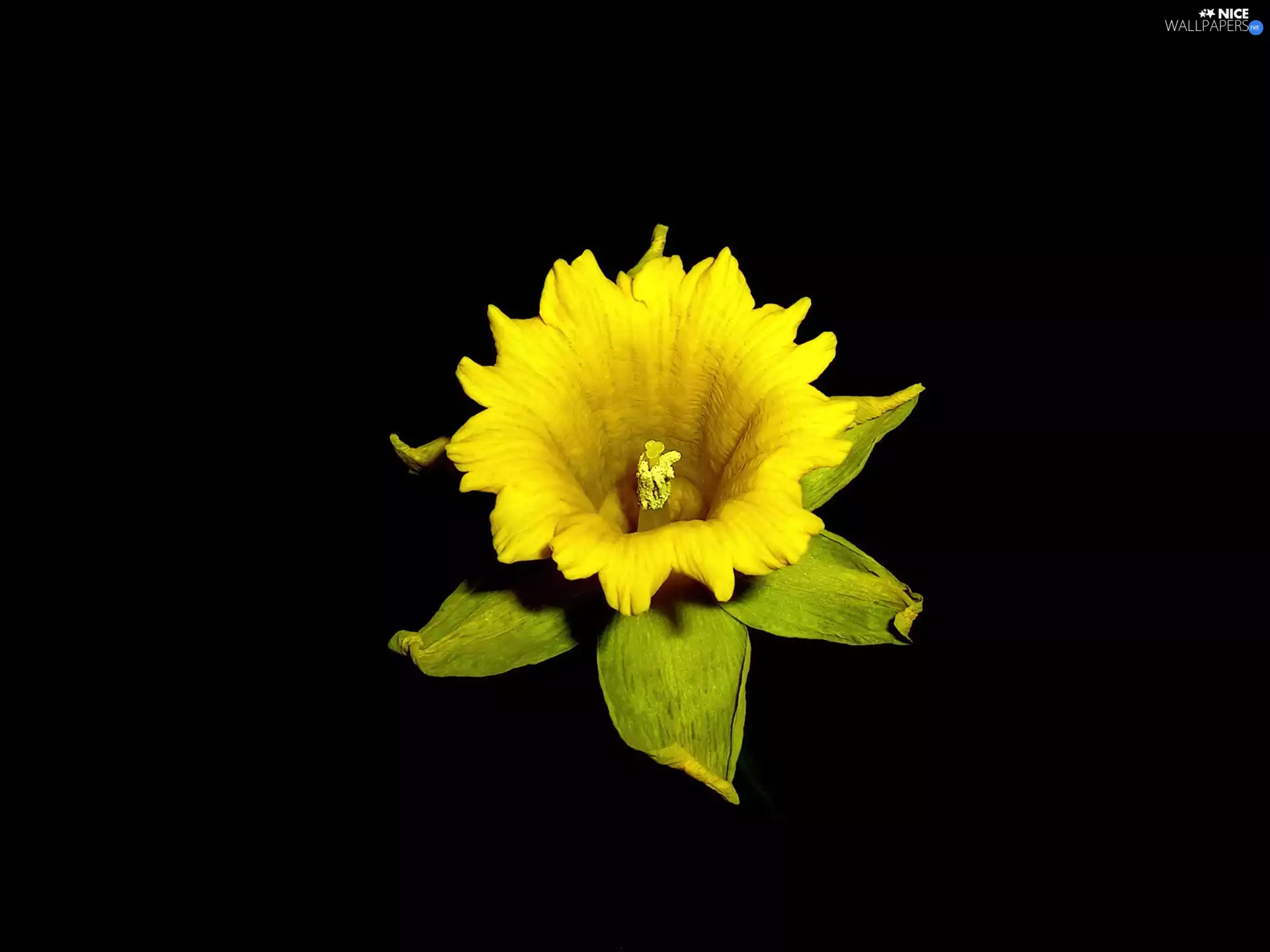 background, jonquil, Flower, Black, Yellow
