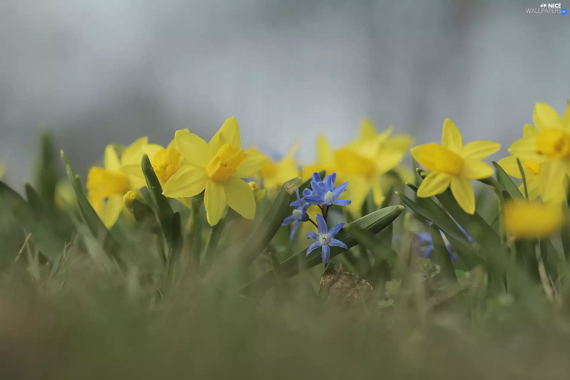 Jonquil, Yellow, Flowers