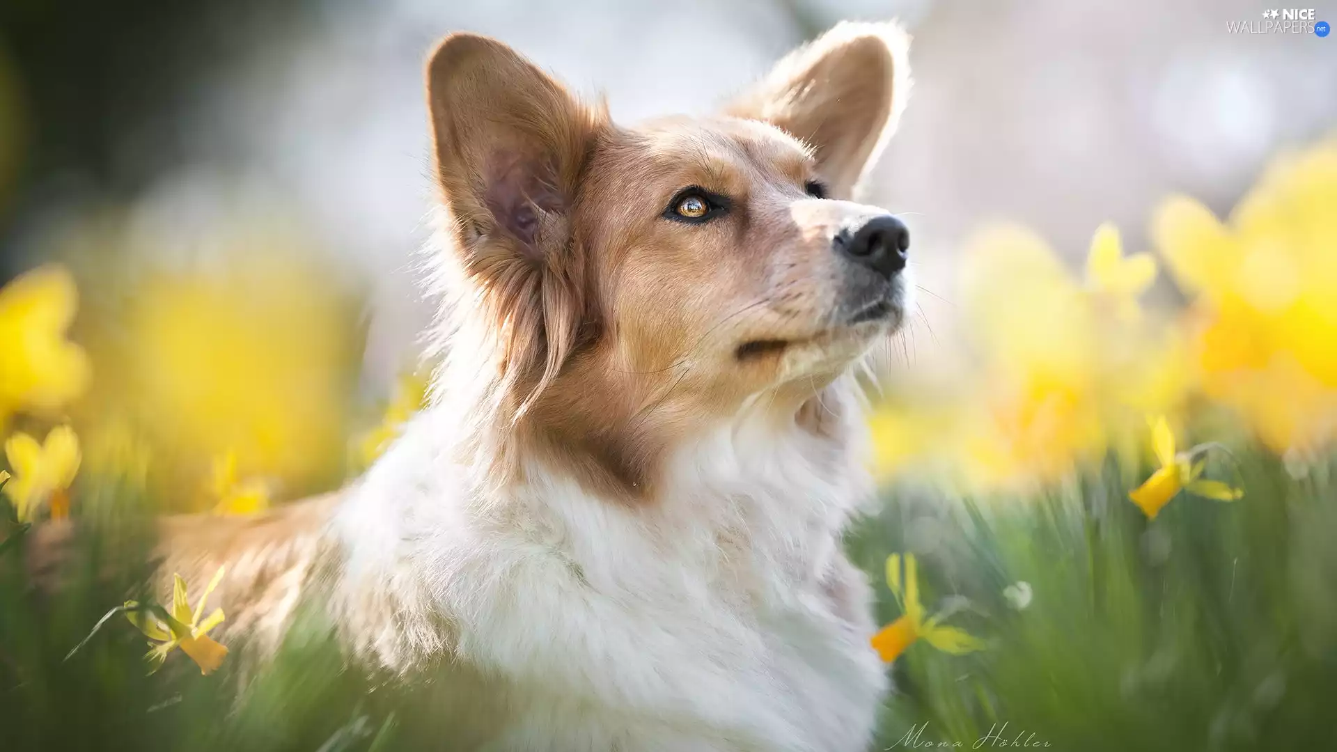 Jonquil, dog, muzzle