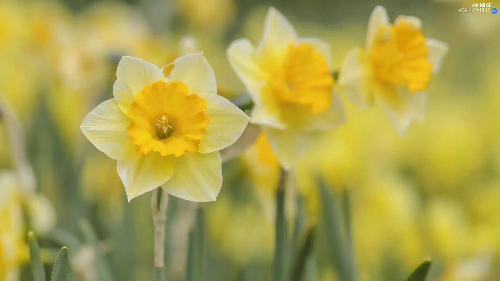 Jonquil, rapprochement