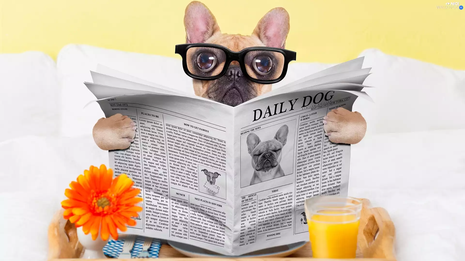 Paper, French Bulldog, cup, Glasses, dog, Flower, juice