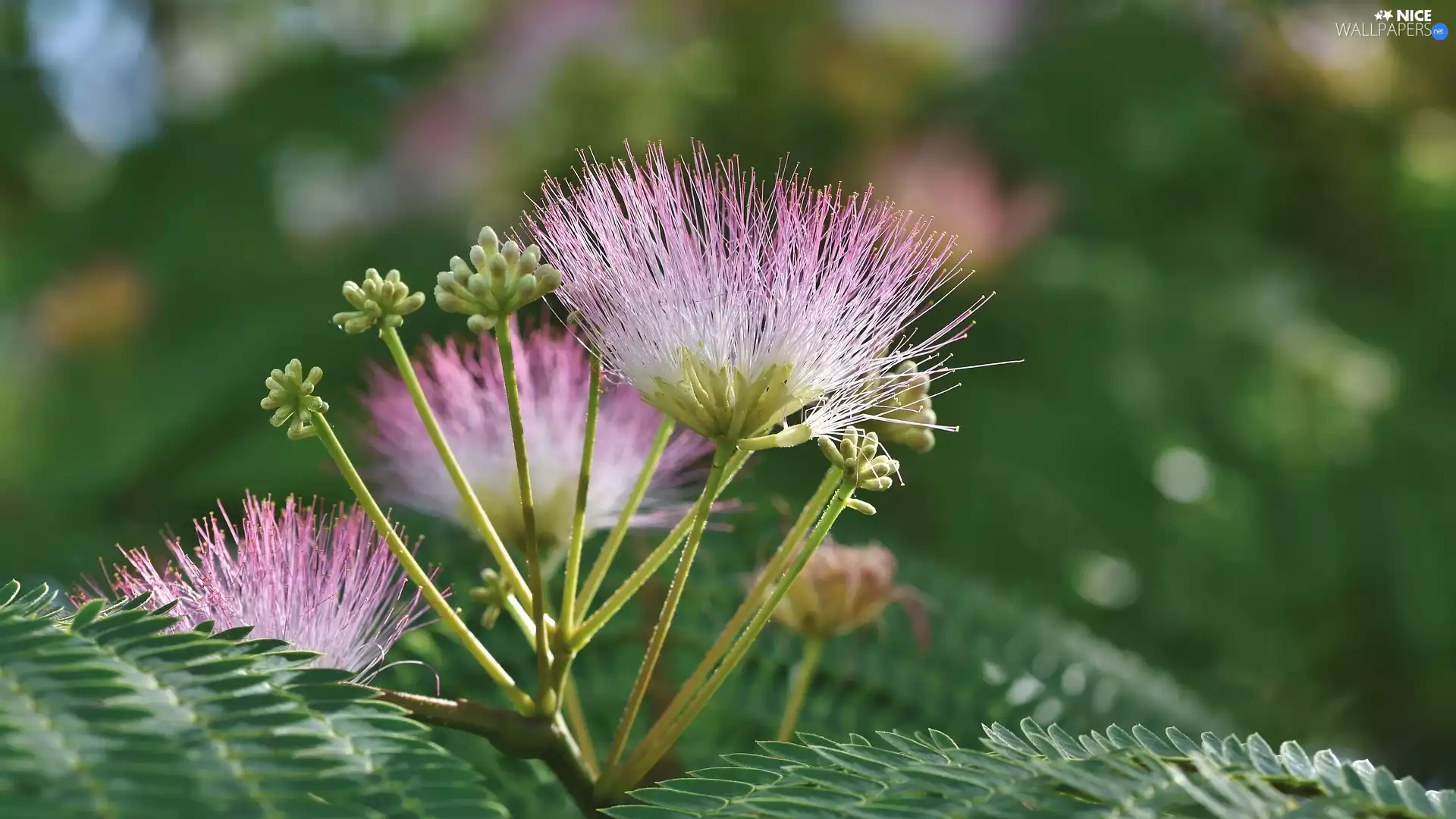 Albizia julibrissin, Colourfull Flowers, Buds