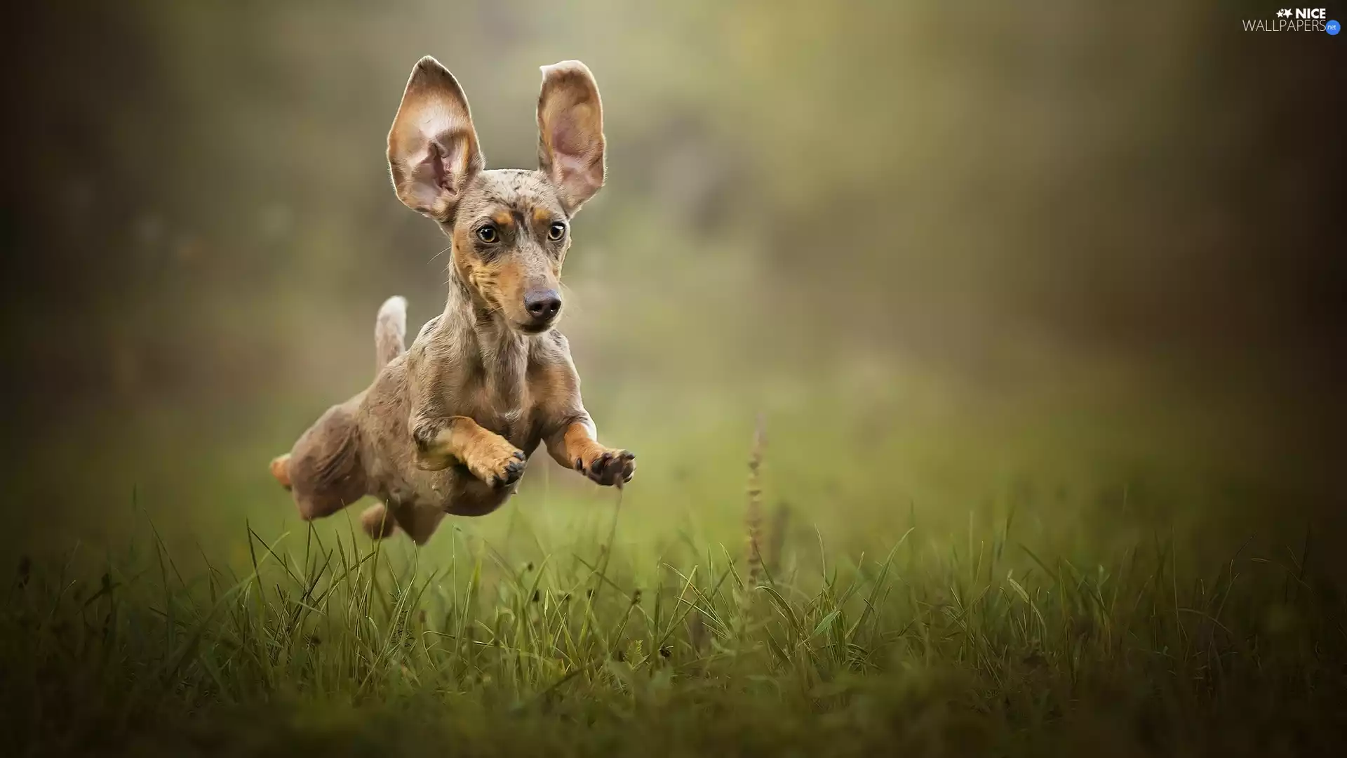 grass, Dachshund Shorthair, jump