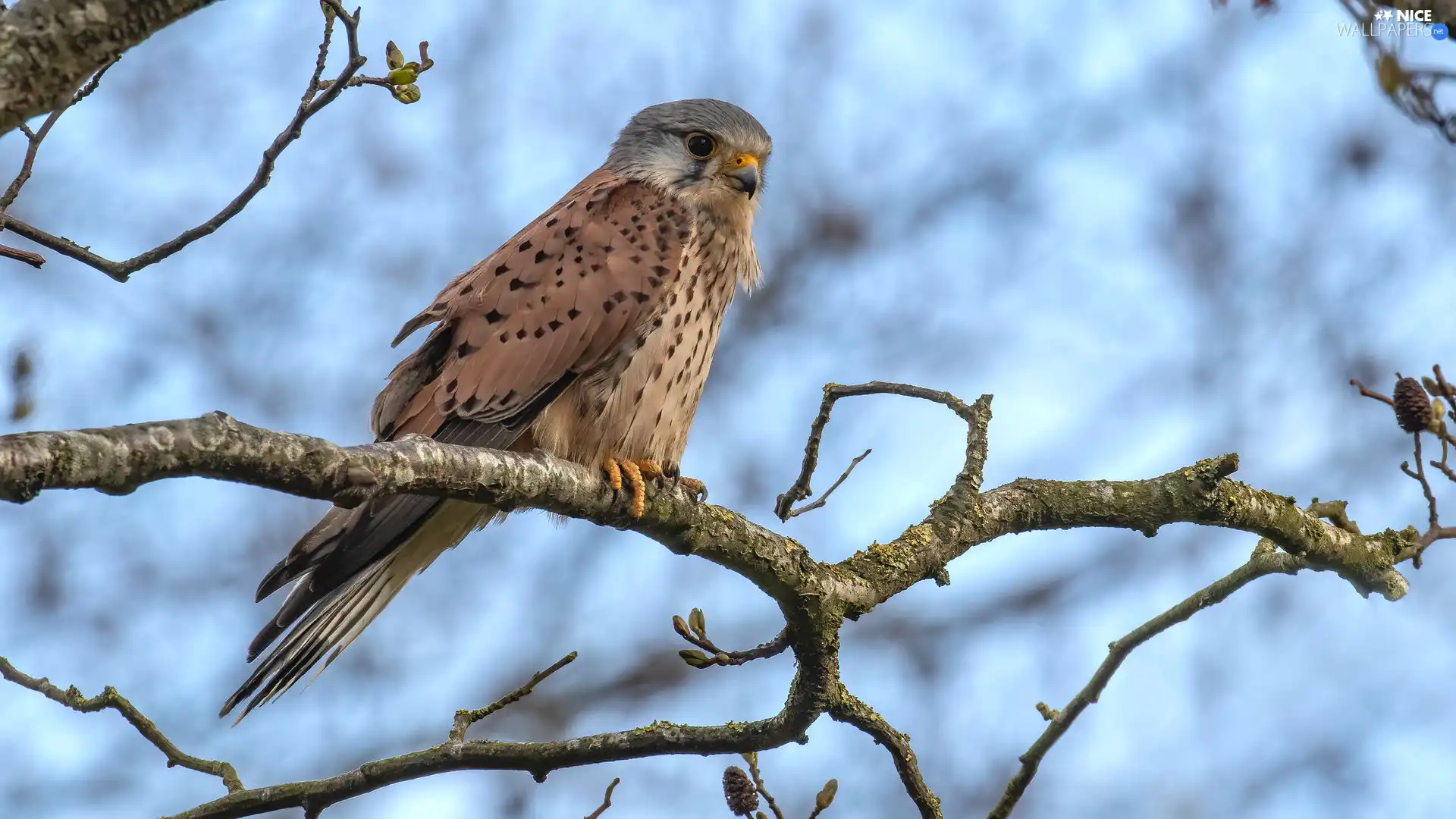 branch pics, Bird, kestrel