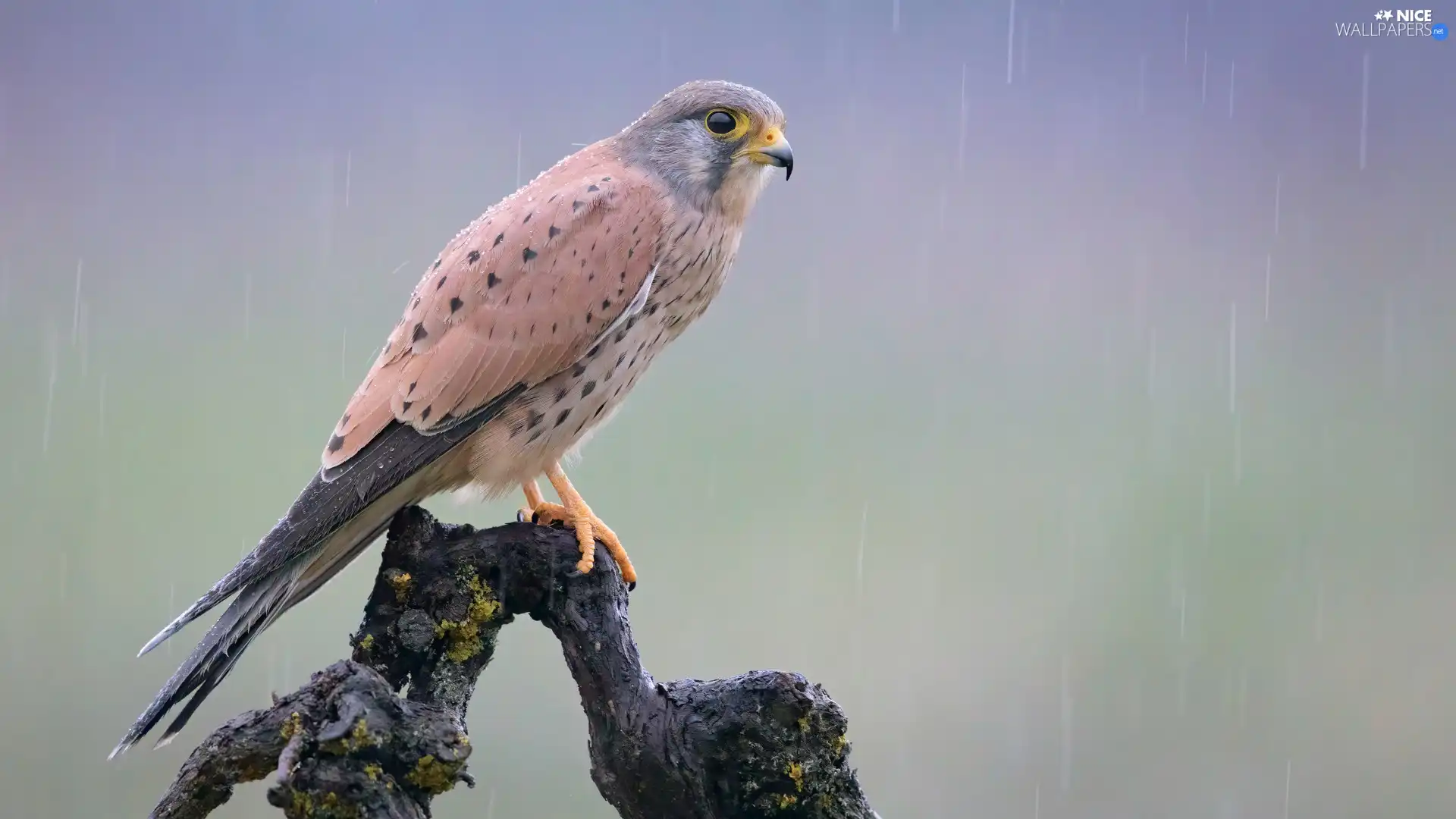 branch, Bird, Common Kestrel