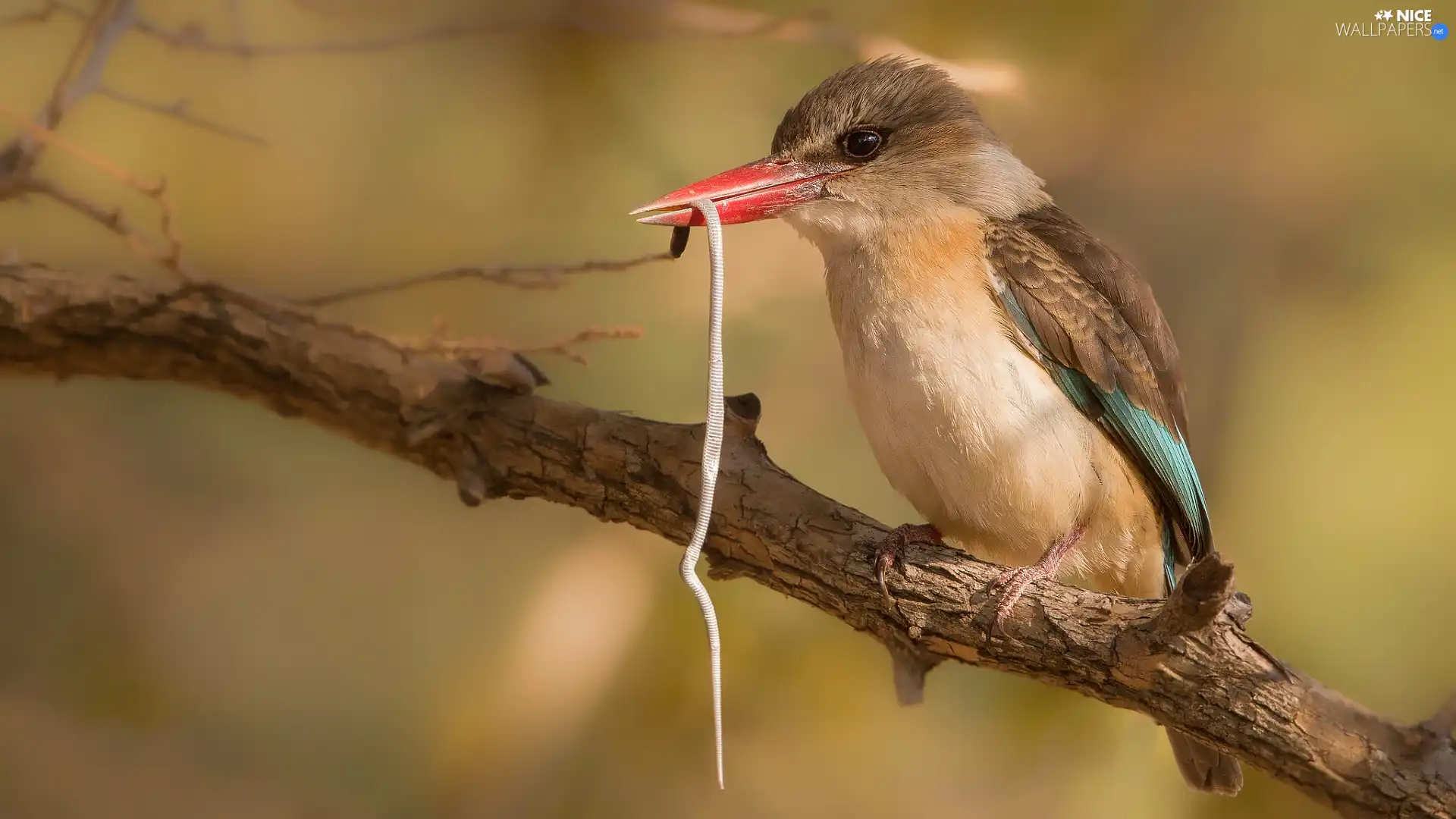 small, Snake, Tree Kingfishers, branch, Bird