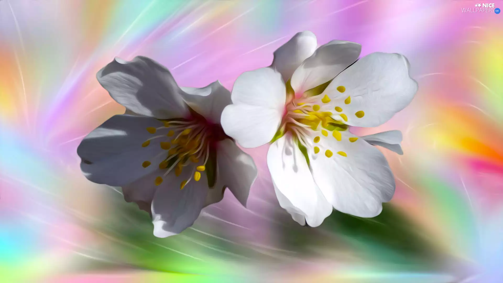 kirsch, graphics, Flowers