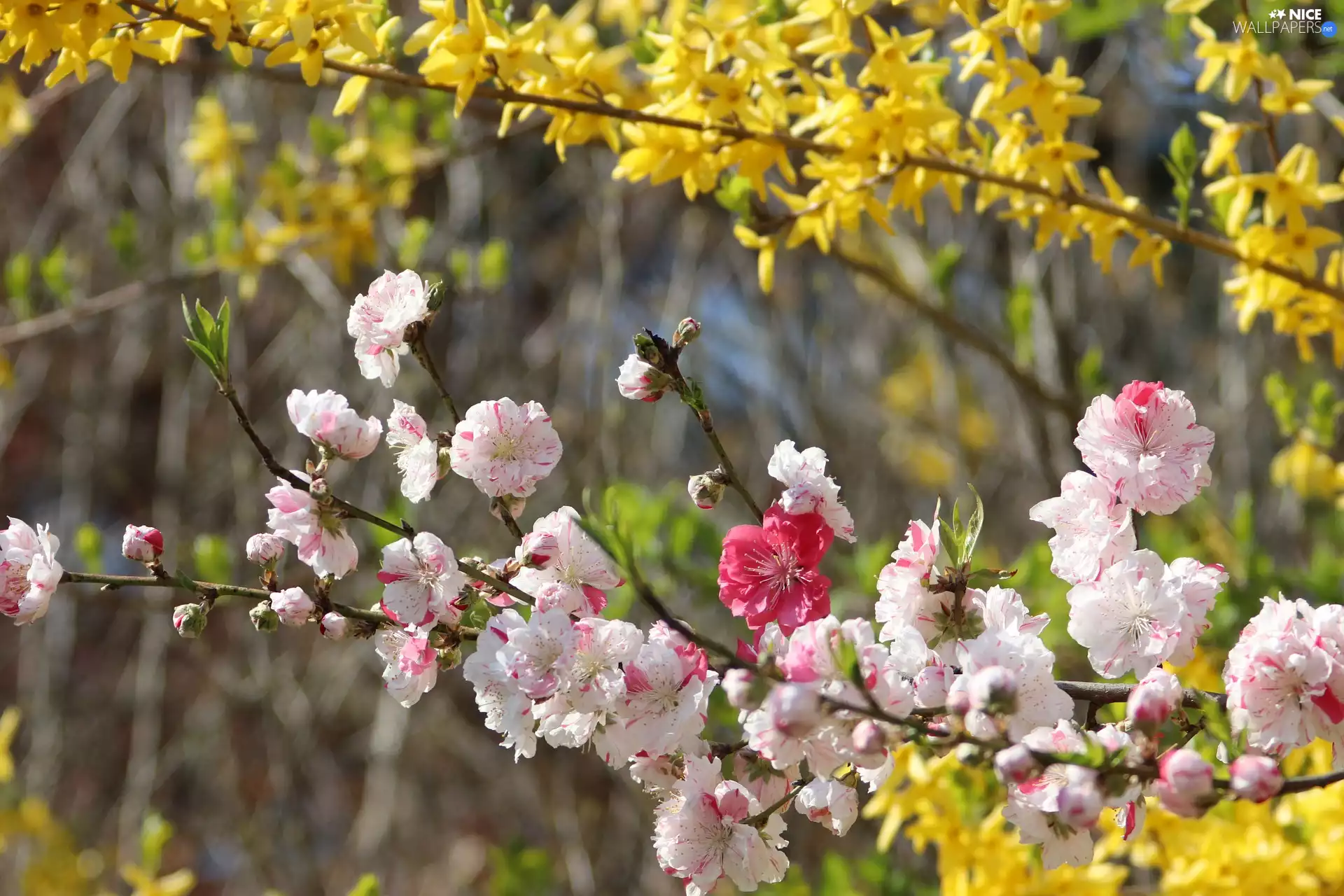 Fruit Tree, Flowers, kirsch