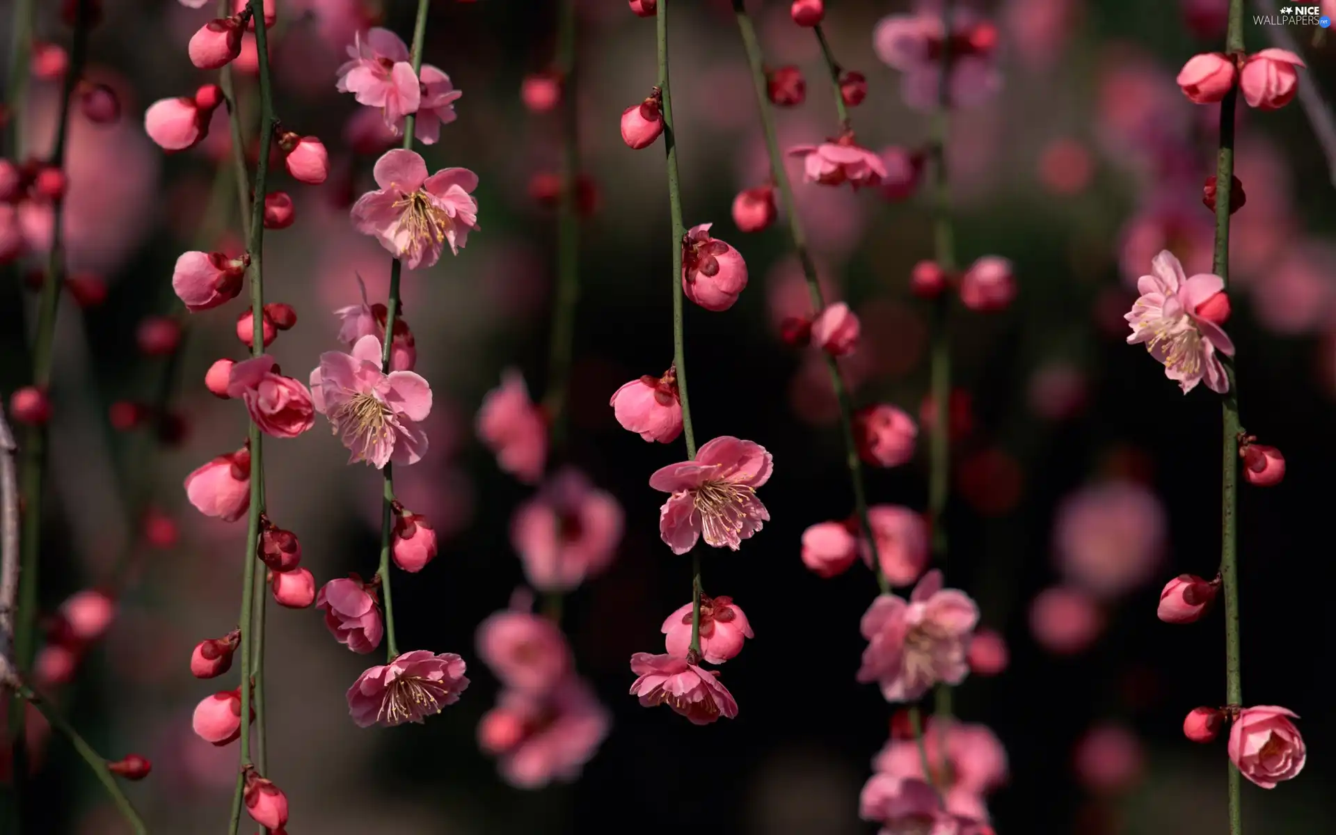 kirsch, Flowers, Rising