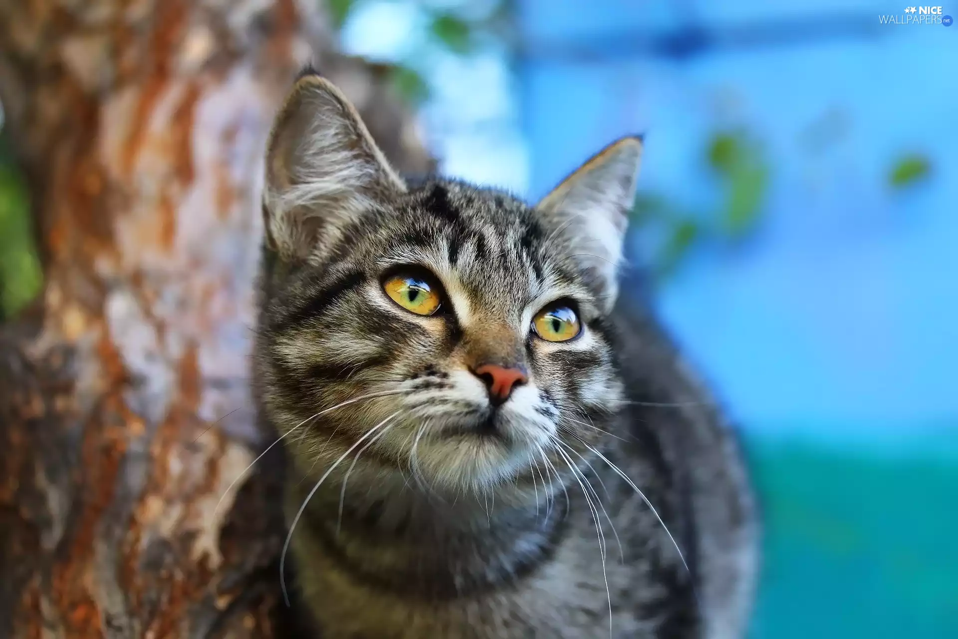 dun, honey, Eyes, kitten