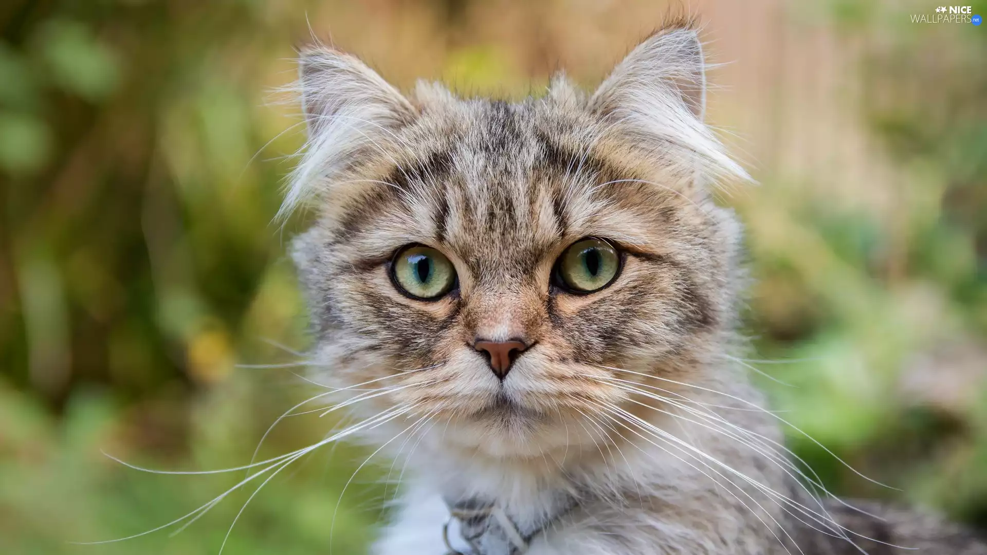 dun, Longs, moustache, kitten