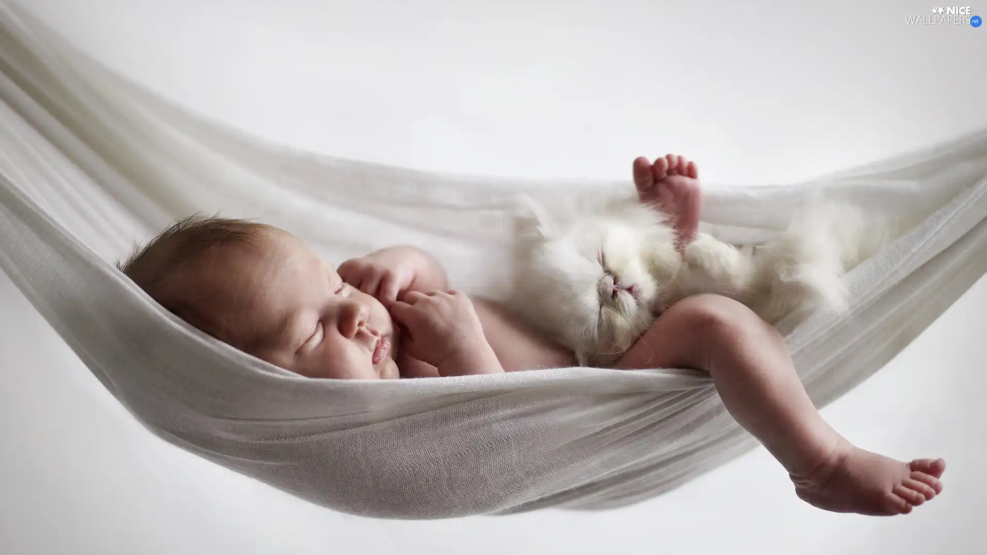 kitten, Kid, Hammock