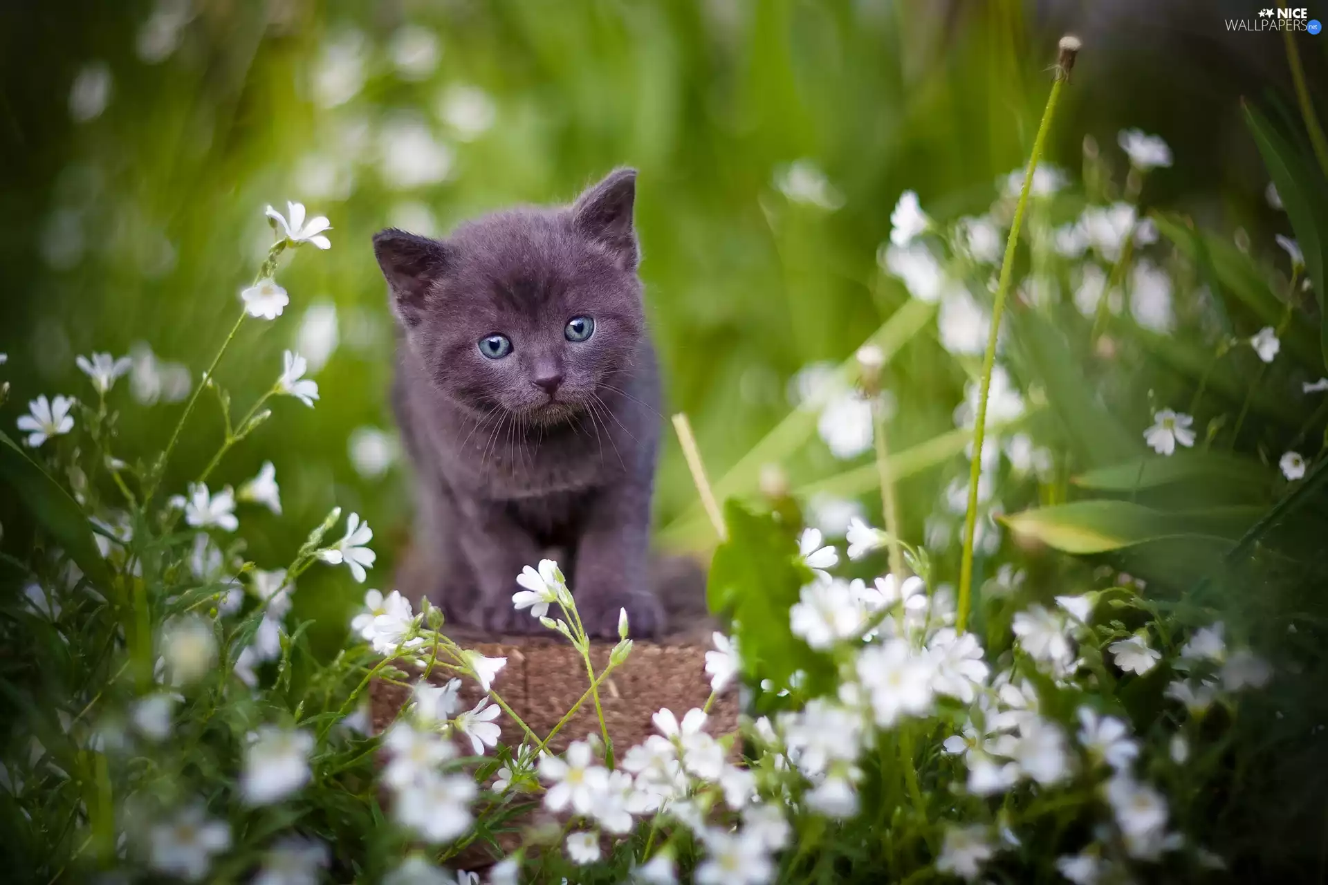 small, White, Flowers, kitten
