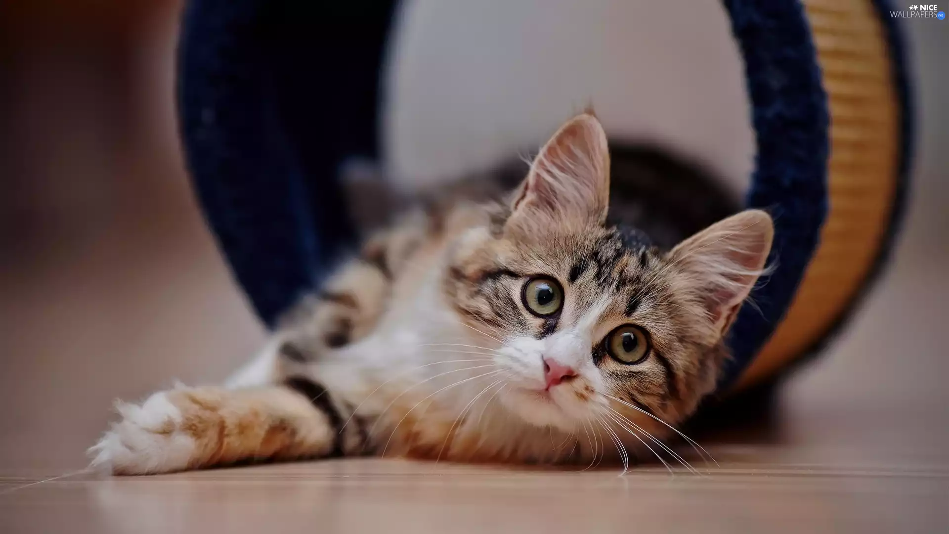 small, kitten, The look, cat