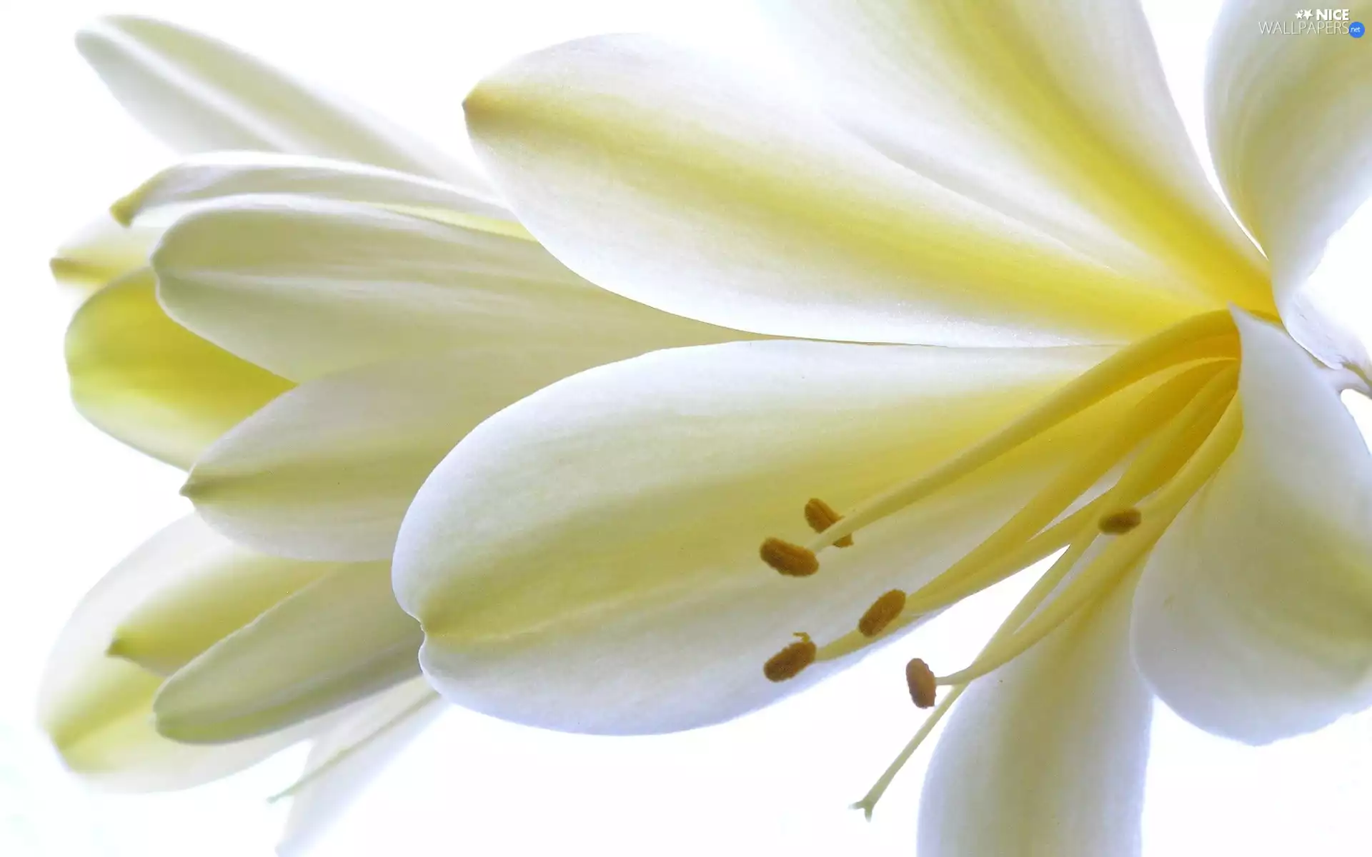 Kliwia, White, Flowers