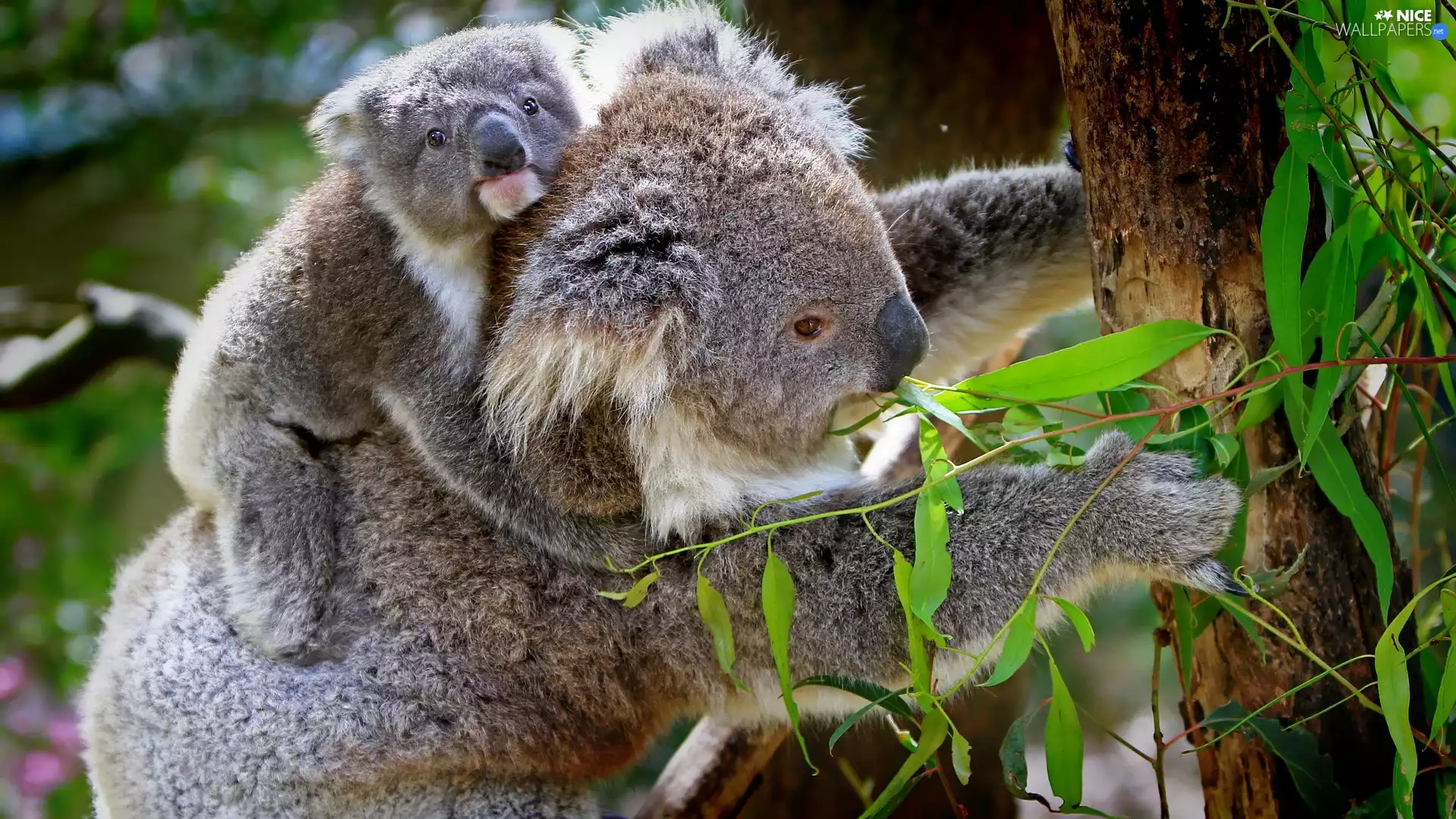 bear, trees, Leaf, Koala