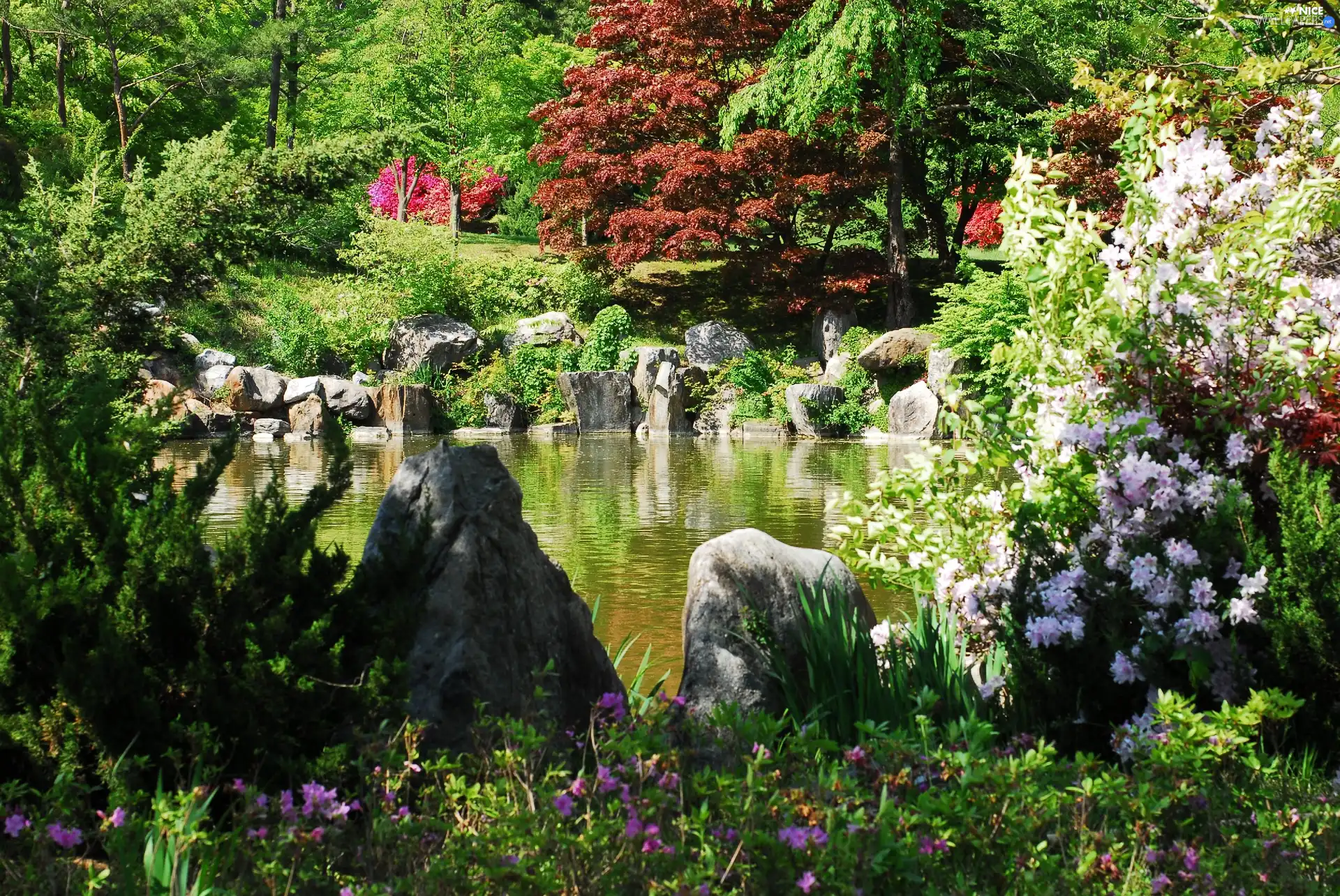 Garden, VEGETATION, Korea, Pond Water