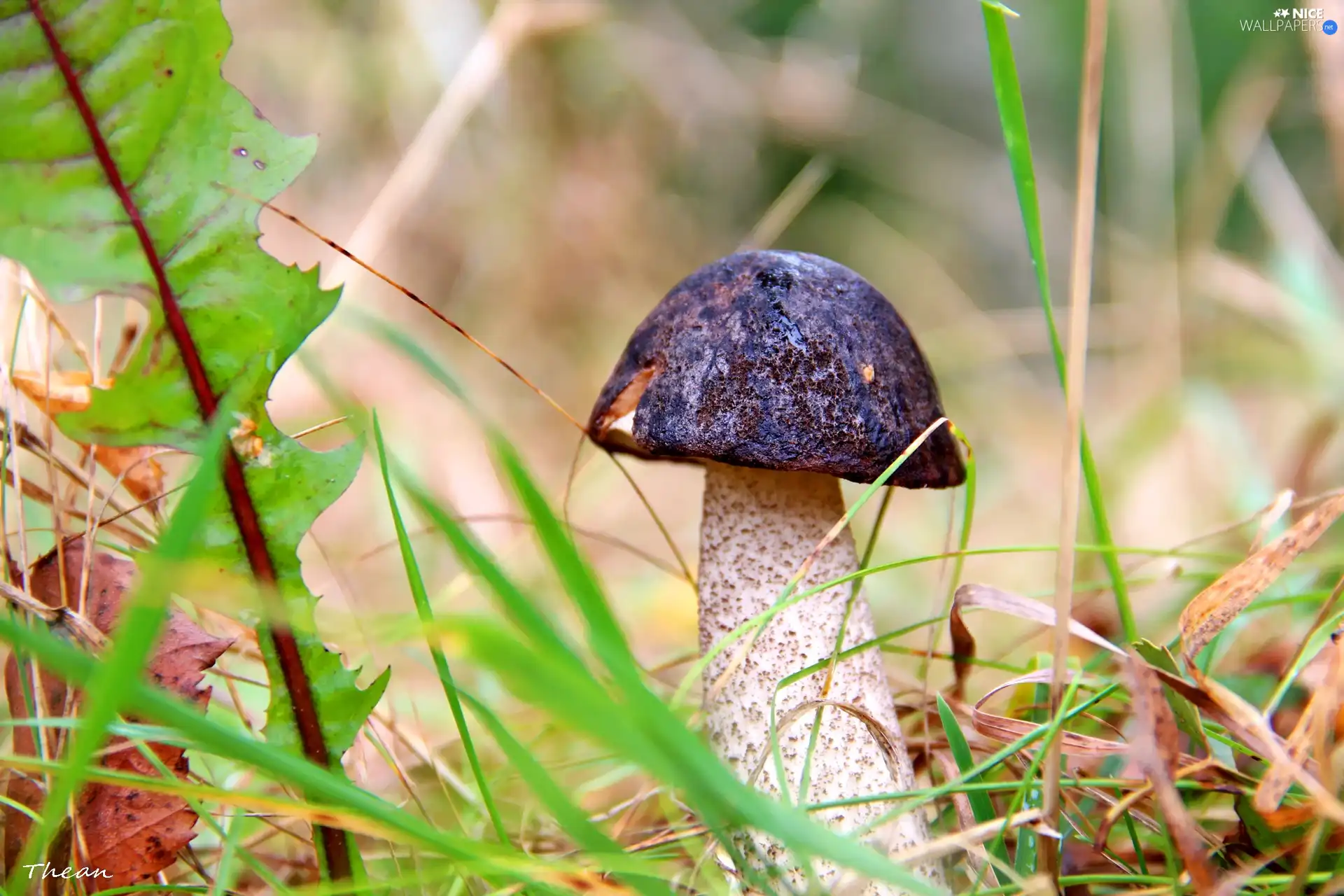 Mushrooms, leg, Kozak, Hat