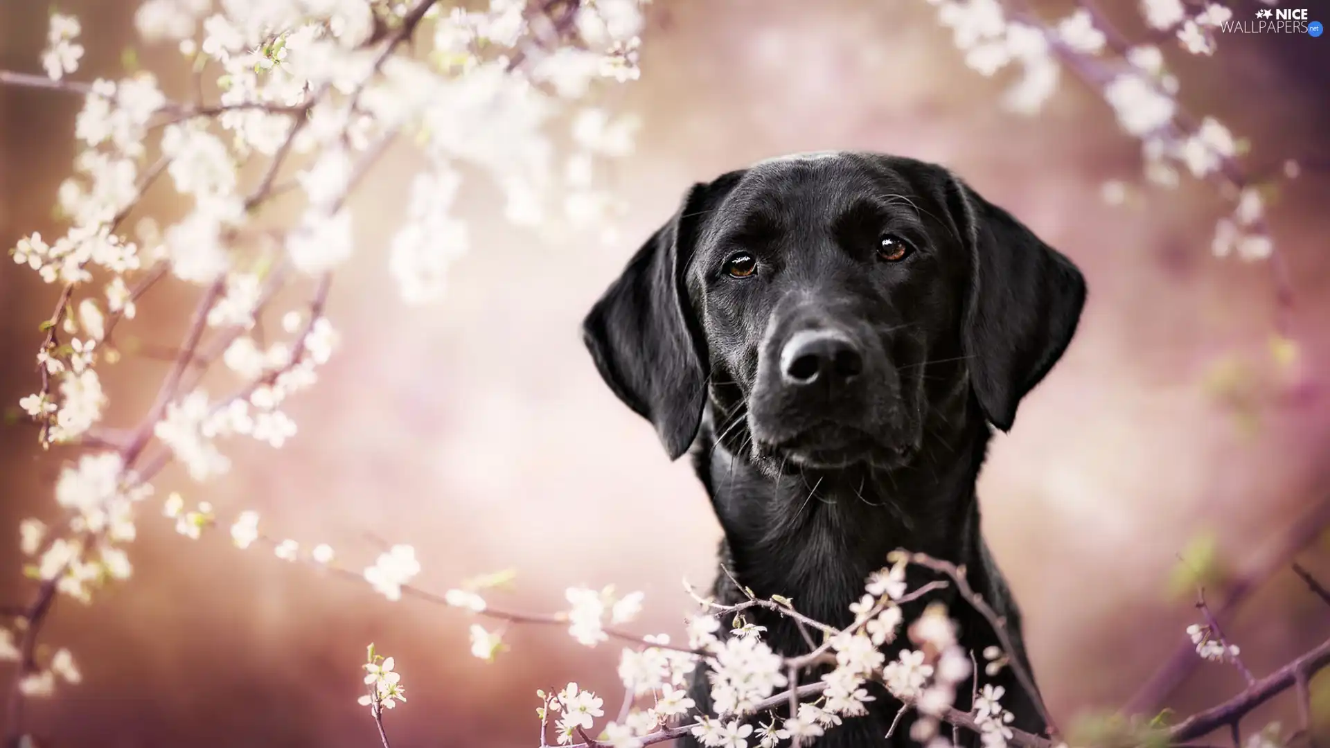 Flourished, Twigs, dog, Labrador Retriever, Black