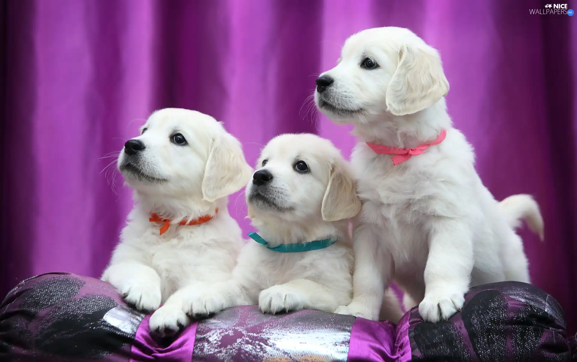 Three, puppies, Labrador Retriever, Dogs