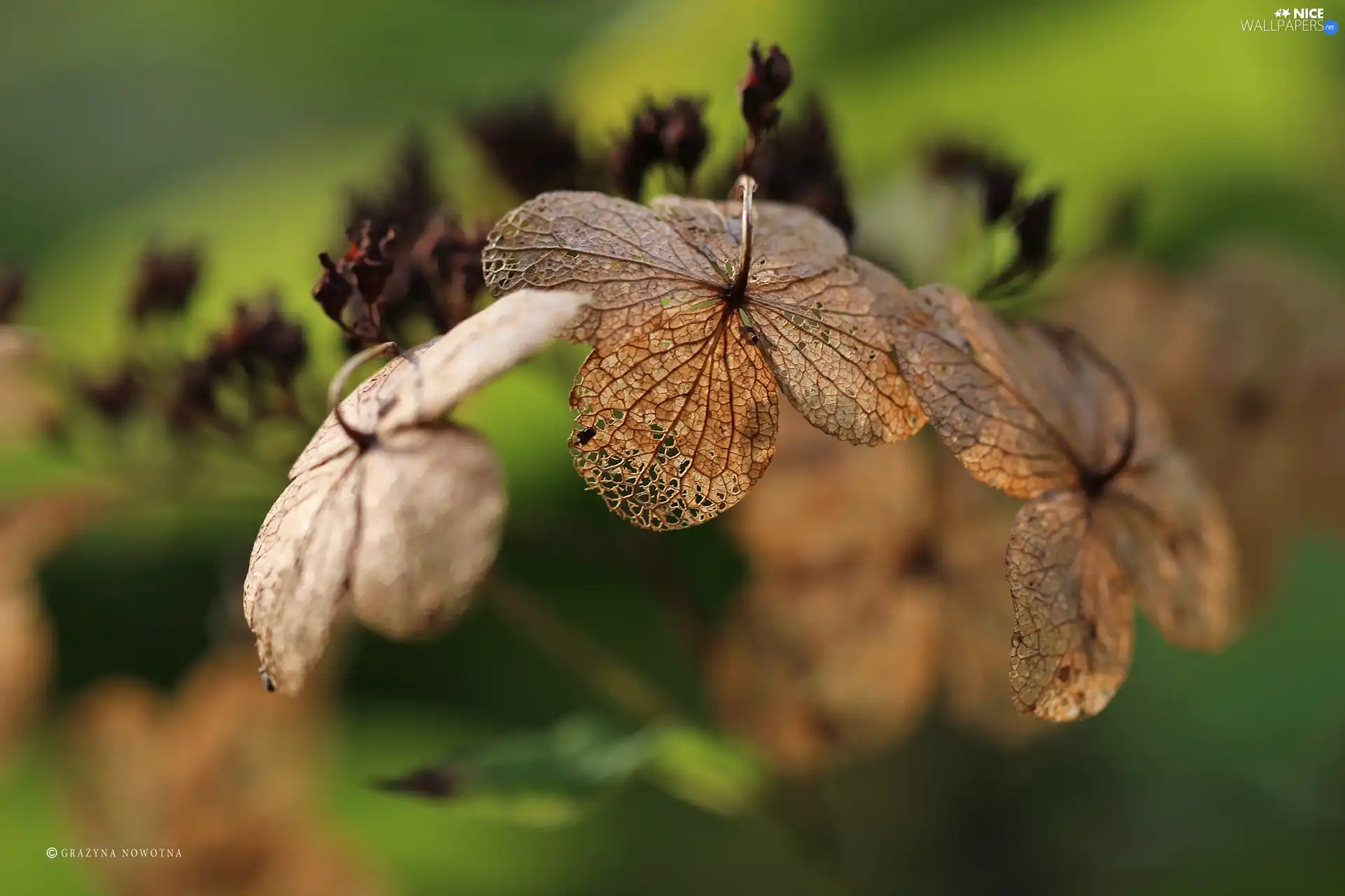 lace, dry, plants