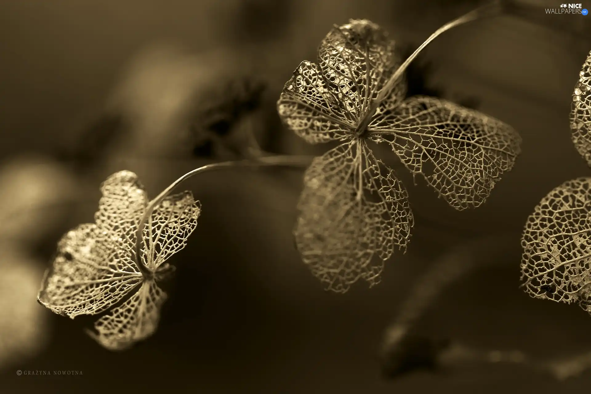 lace, dry, plants