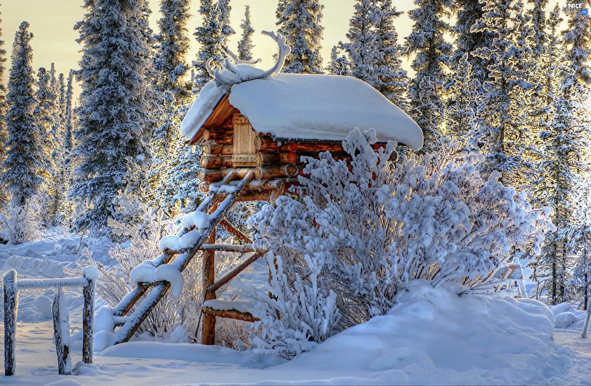 snow, cote, Ladder, forest