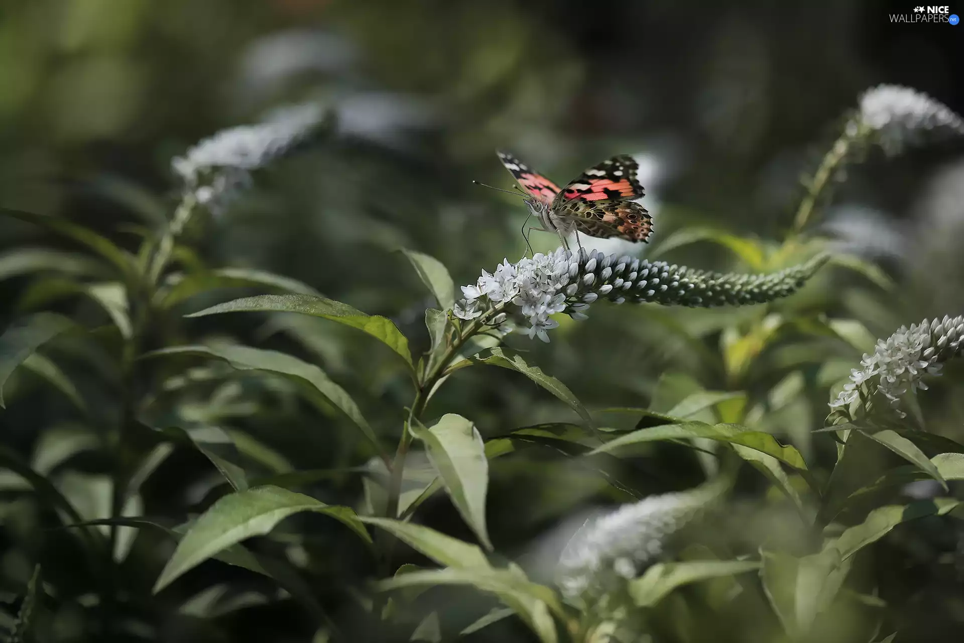 Flowers, Buddleia, Painted Lady, White, butterfly