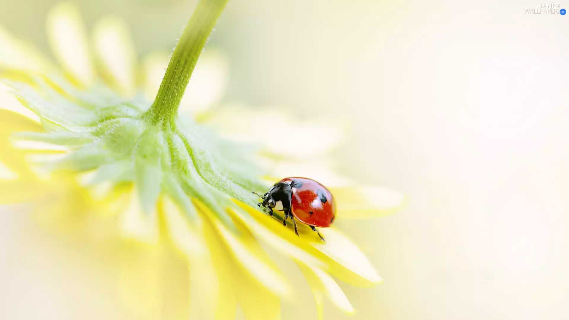 Yellow, ladybird, Close, Colourfull Flowers