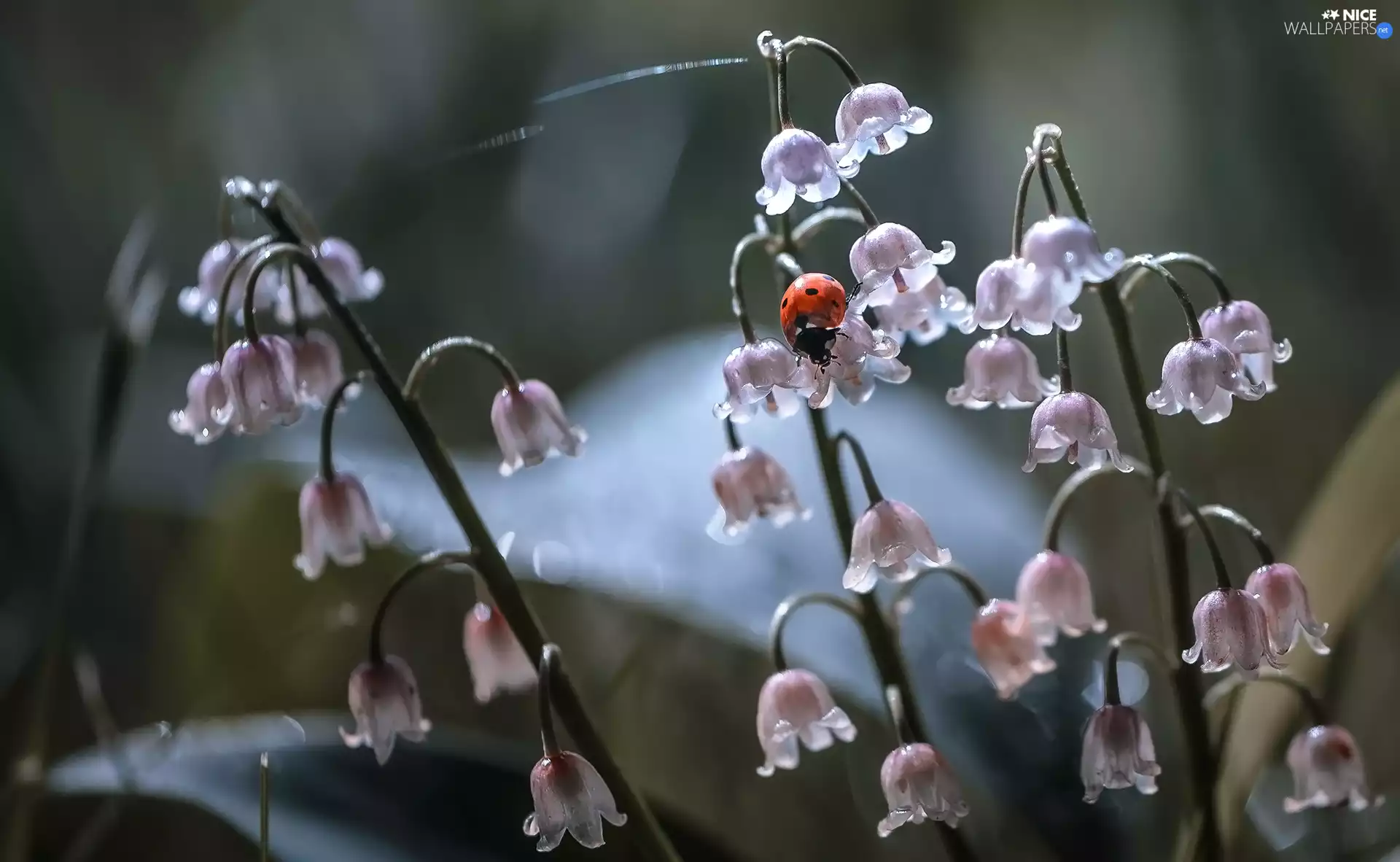 ladybird, Flowers, lilies
