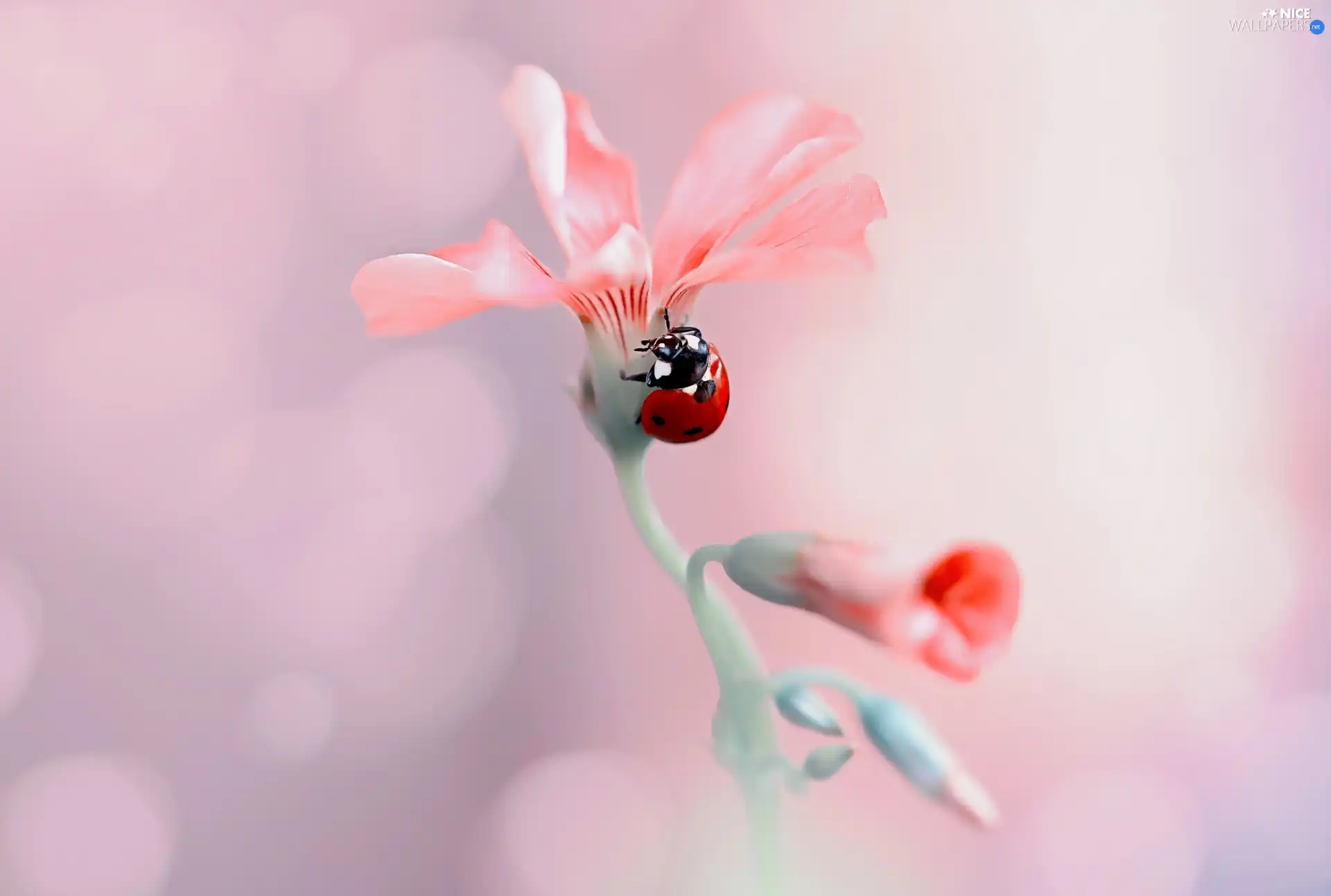 rapprochement, Colourfull Flowers, ladybird