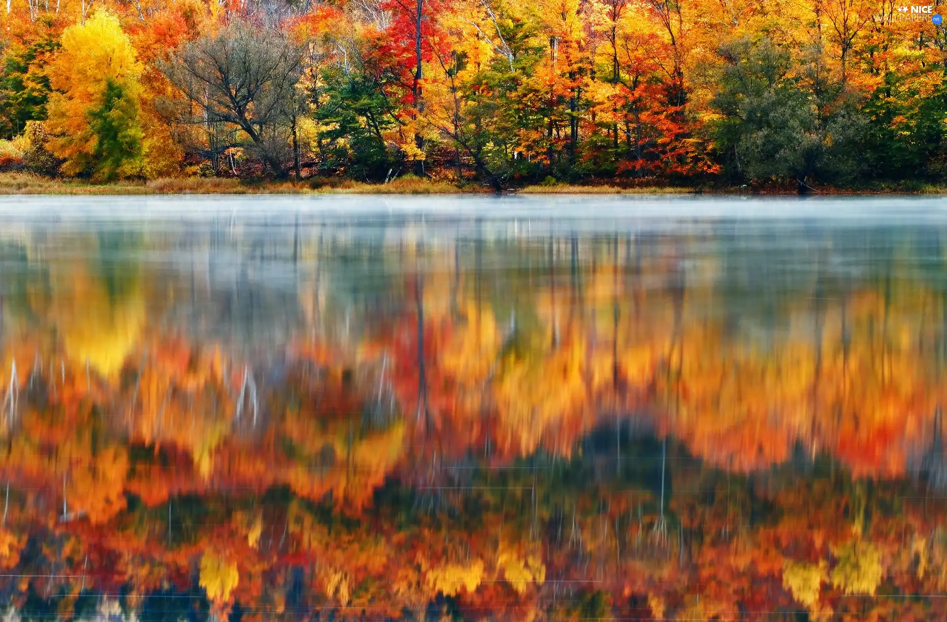 lake, autumn, trees, viewes, color