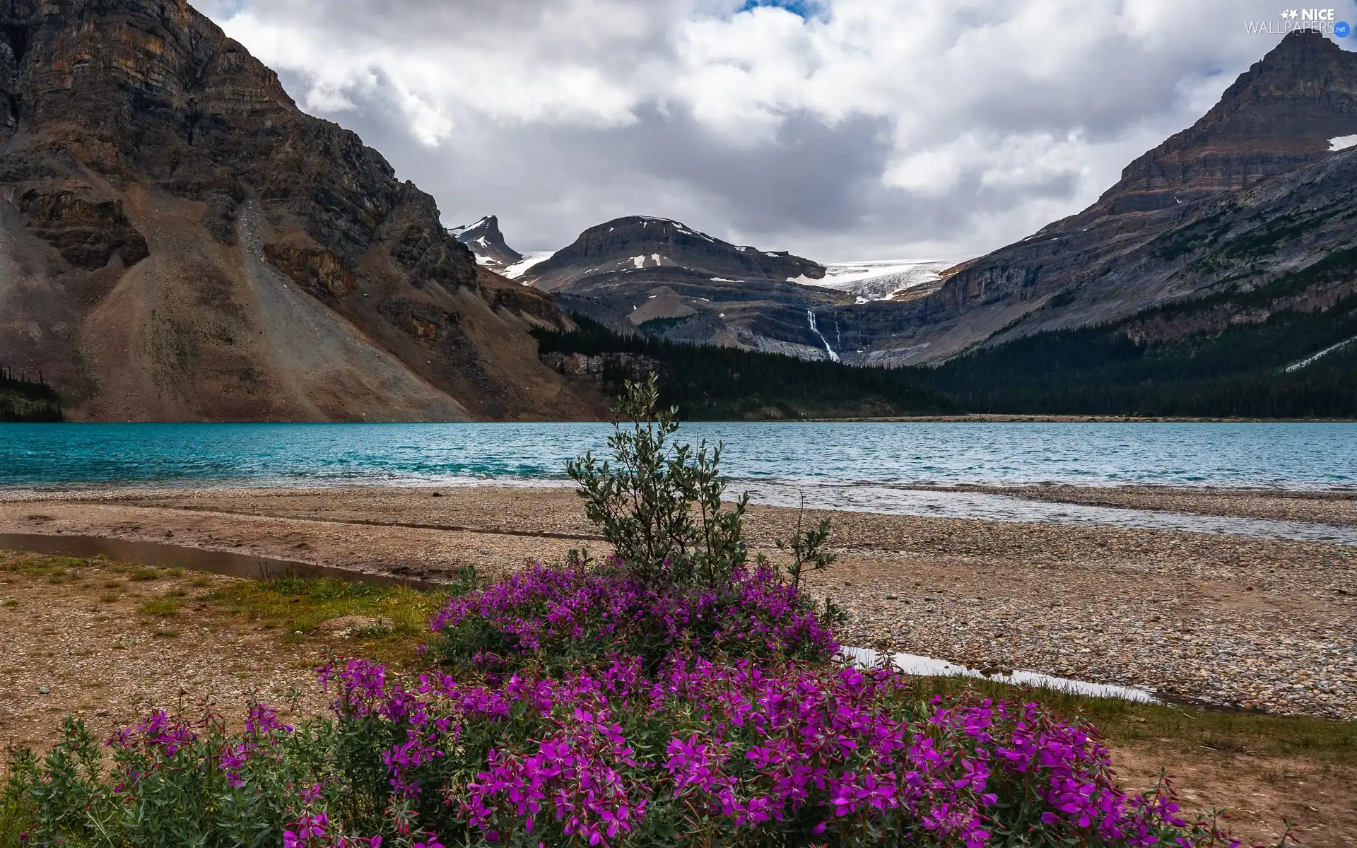 Province of Alberta, Canada, Banff National Park, Bow Lake, Flowers, clouds, trees, viewes, Mountains