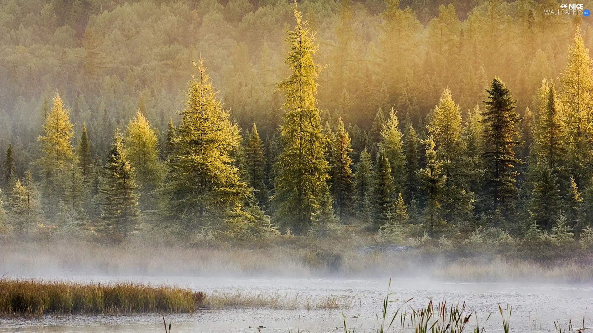 lake, forest, Fog