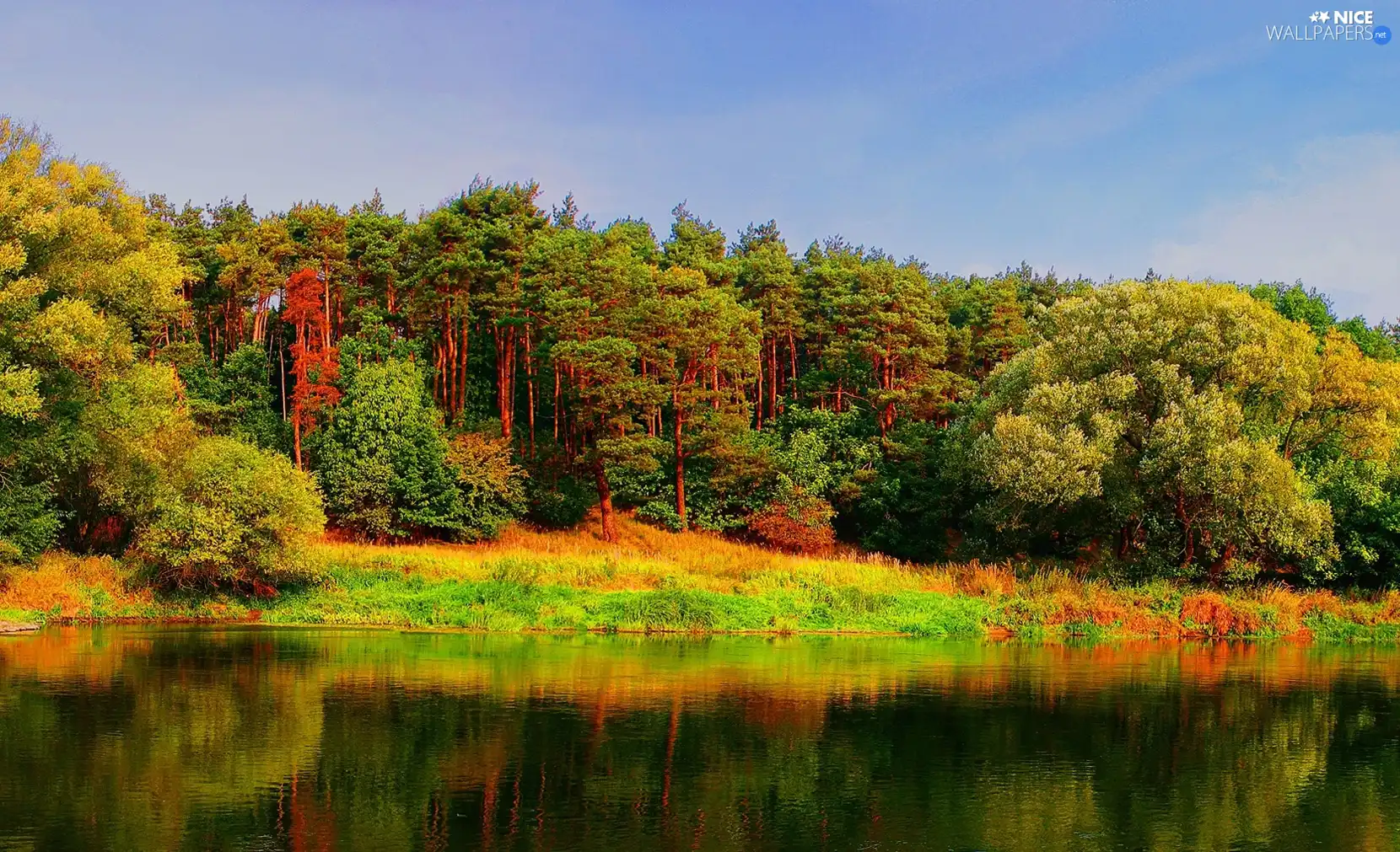 forest, lake