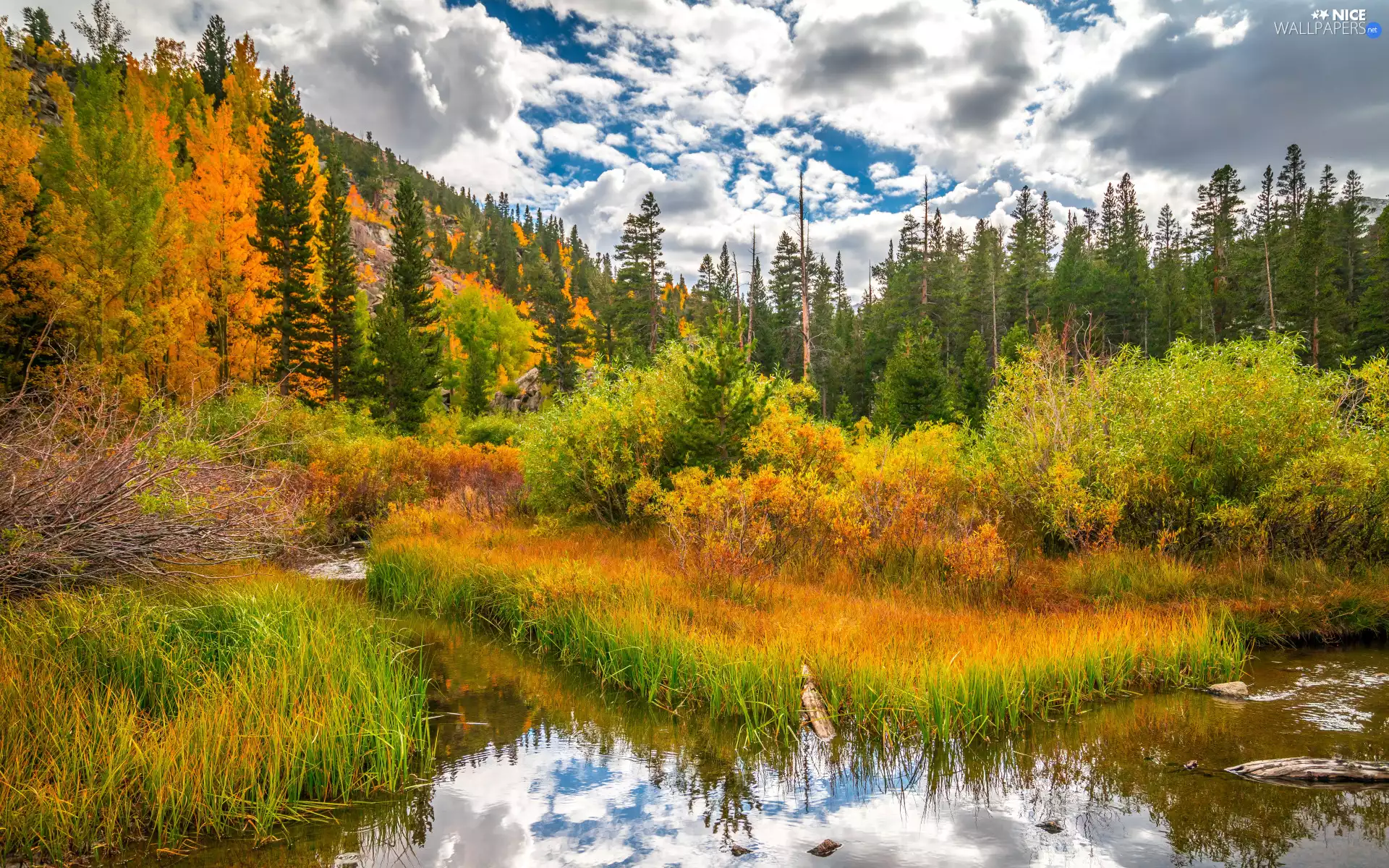 forest, grass, autumn, lake