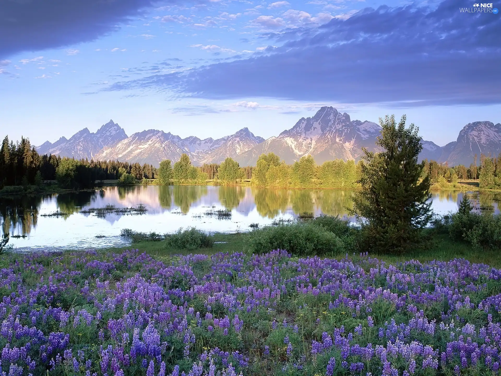 Mountains, lupins, lake, Meadow