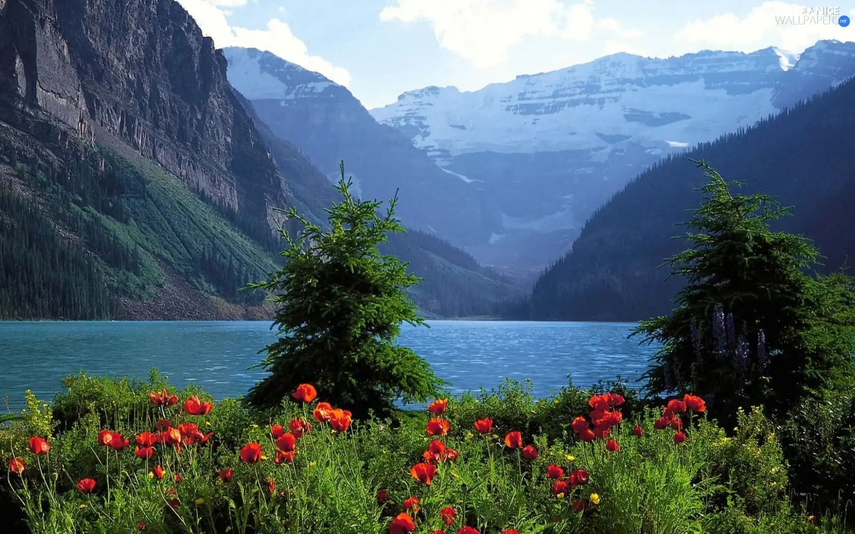 lake, papavers, Mountains