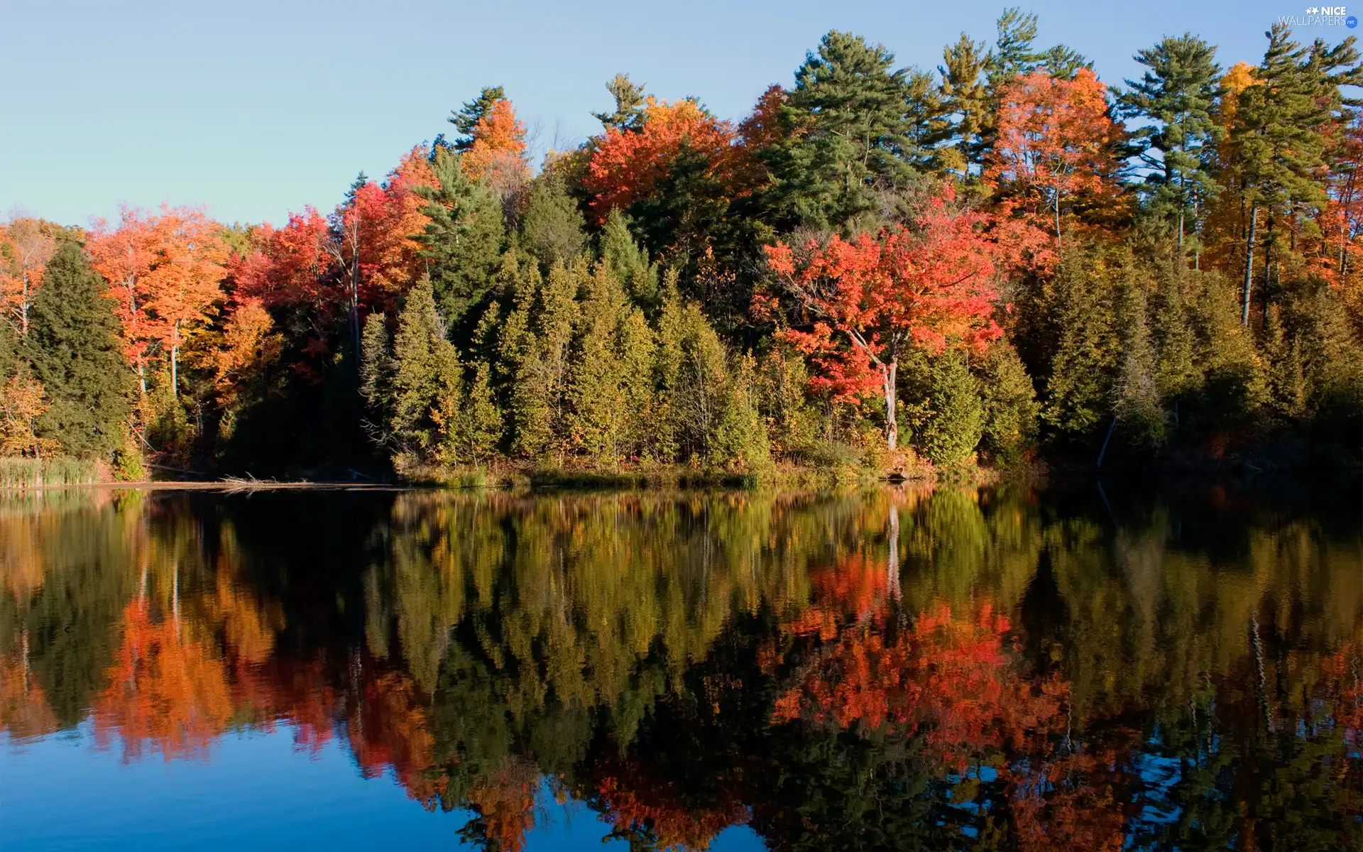 lake, reflection, trees, viewes, forest