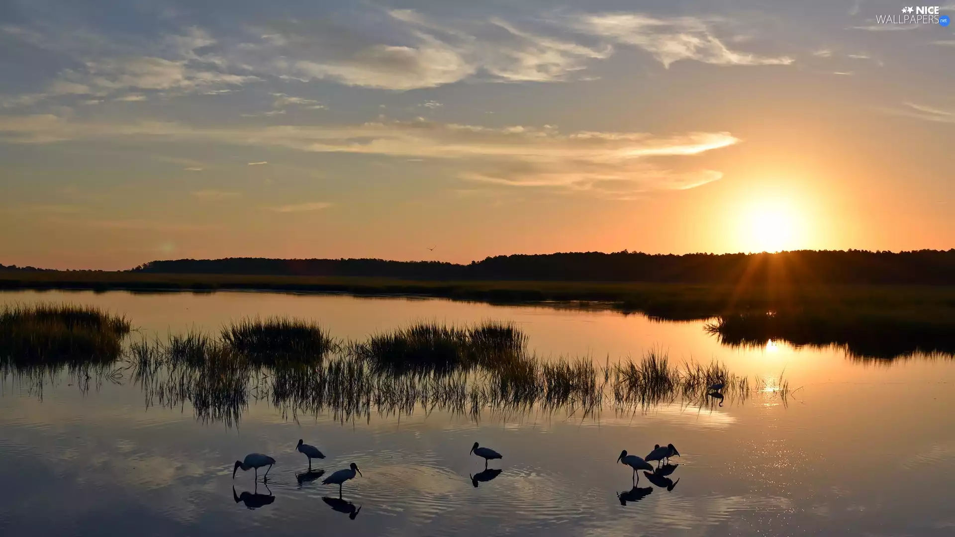 Sunrise, birds, grass, lake