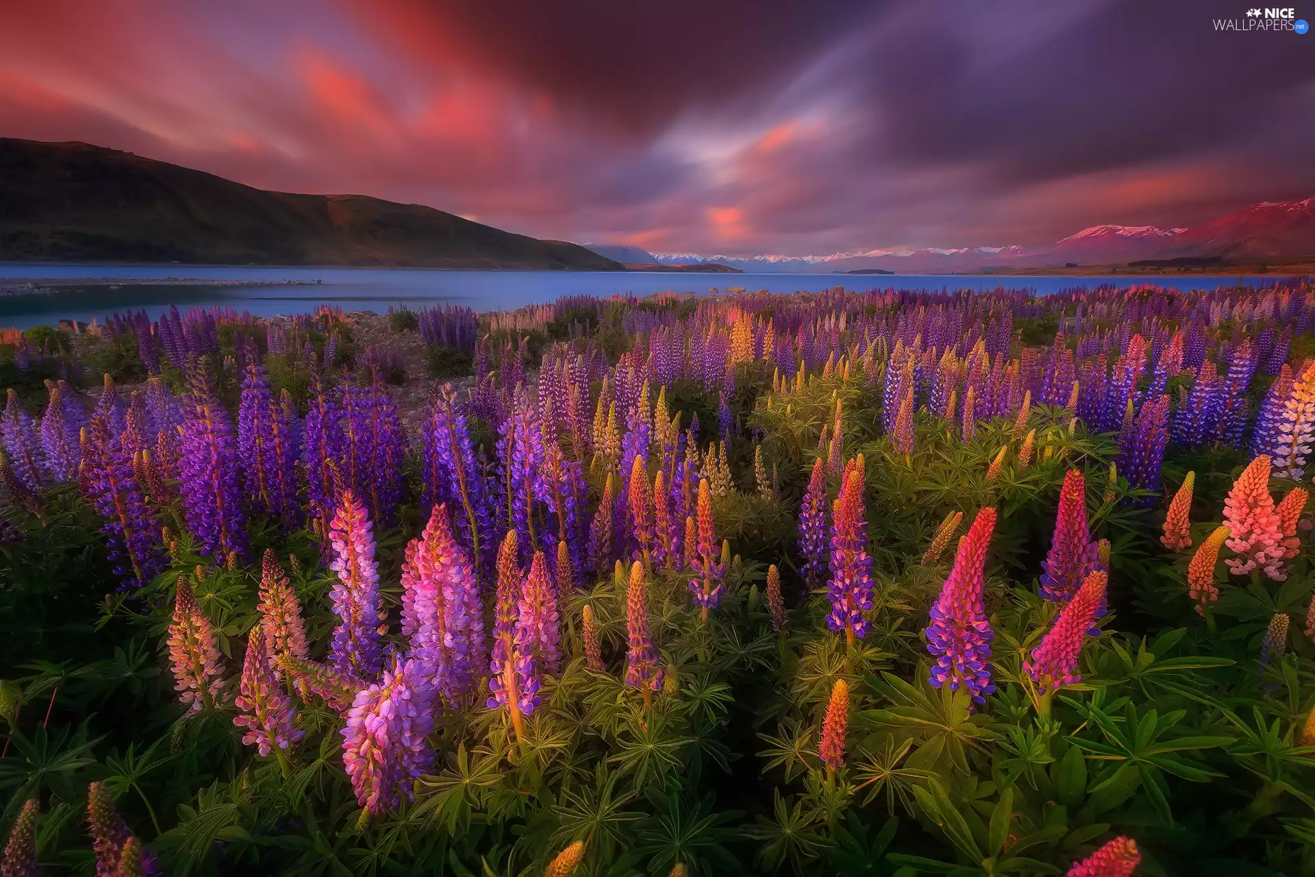 lupine, Mountains, Tekapo Lake, Flowers, New Zeland