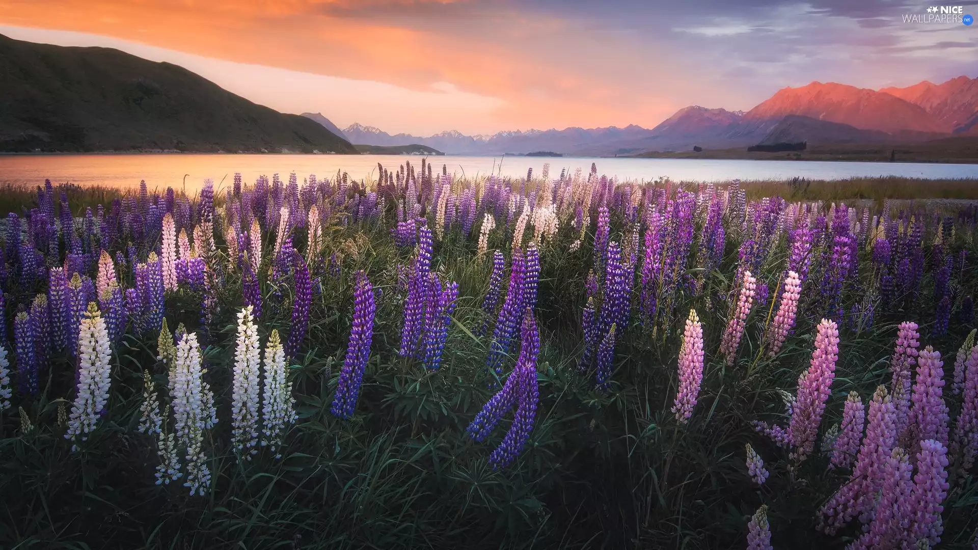 Meadow, Mountains, Tekapo Lake, lupine, New Zeland