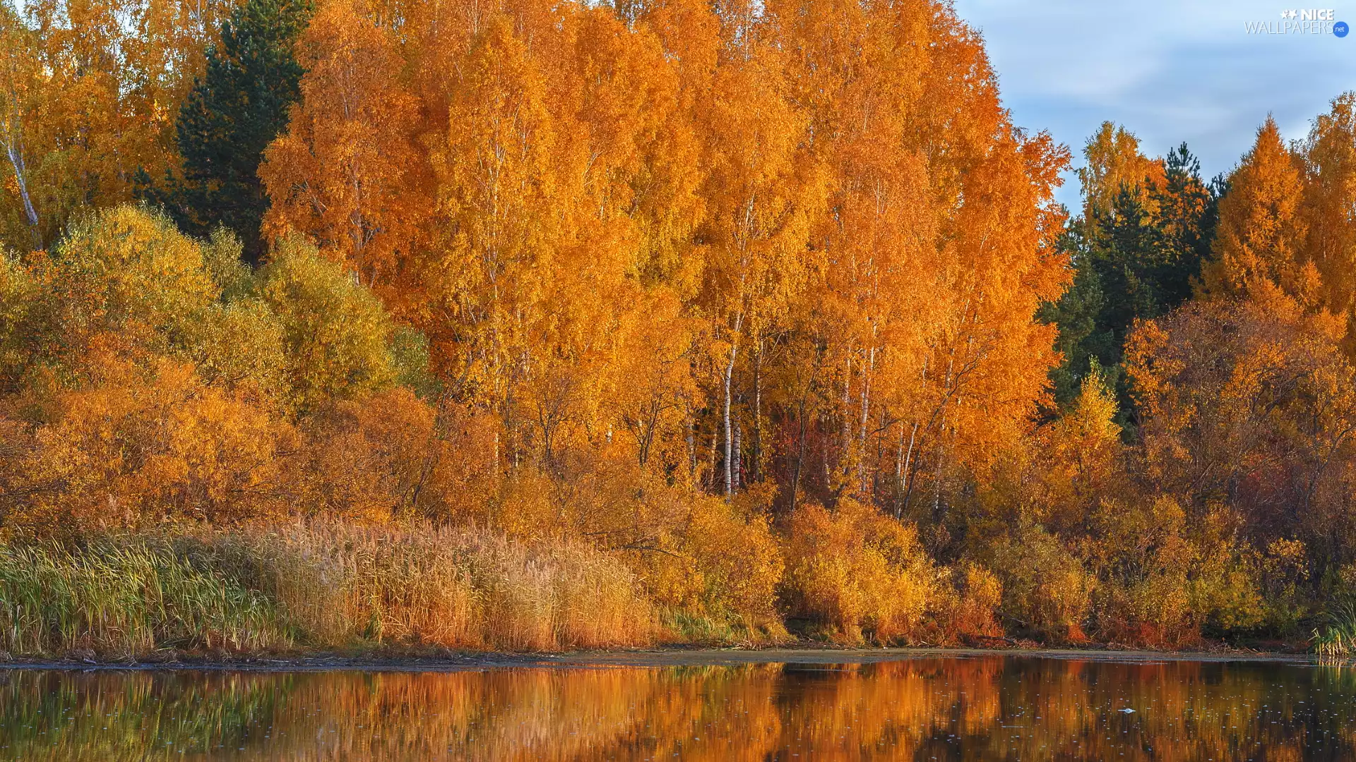 viewes, autumn, Bush, lake, birch, trees