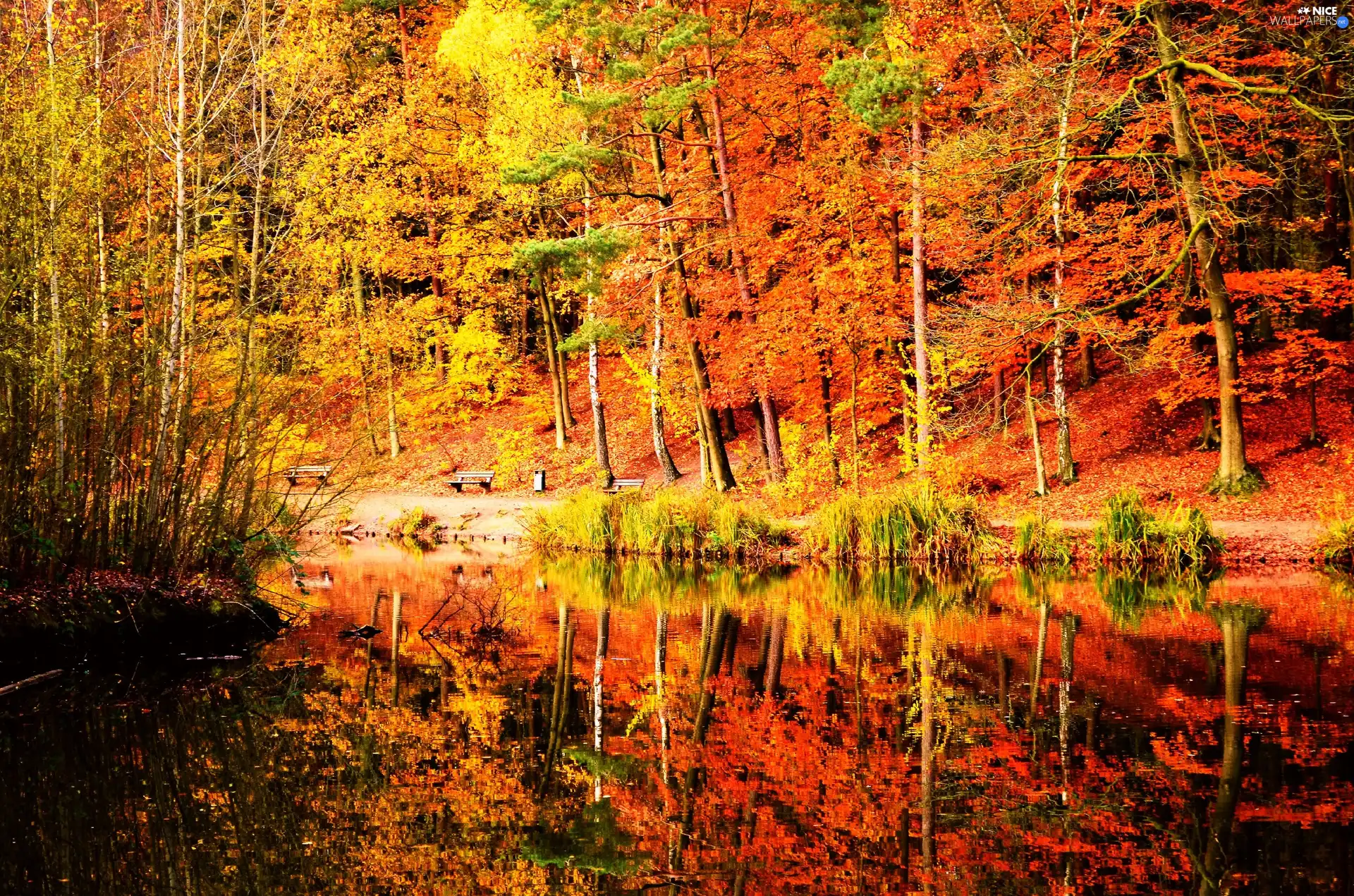 trees, Leaf, lake, viewes